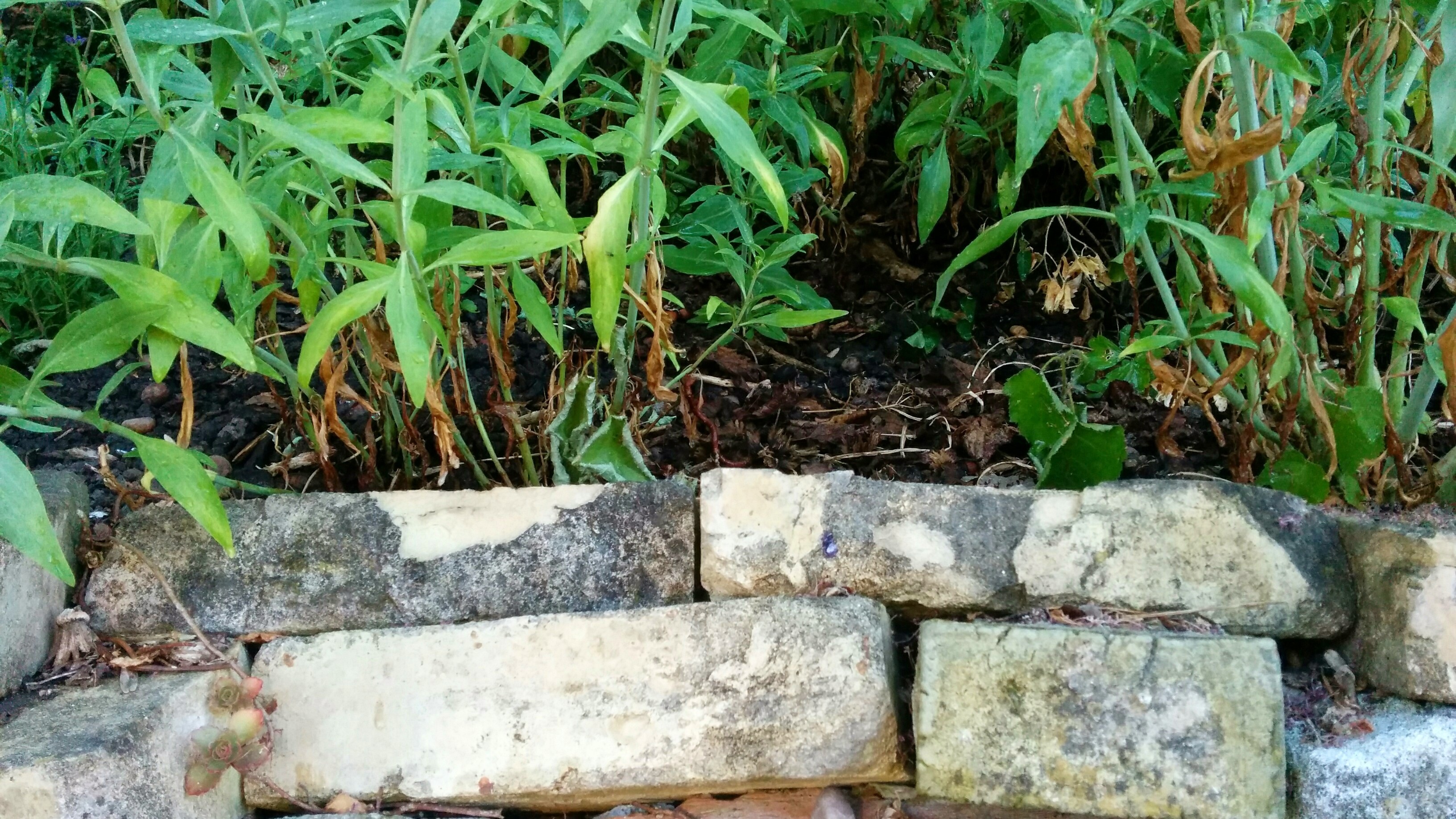 no people, 2K, plant, grass, plant part, concrete, drywall, high angle view, land, stone - object, rock, day, beauty in nature, stone wall, nature, green color, HD Wallpaper