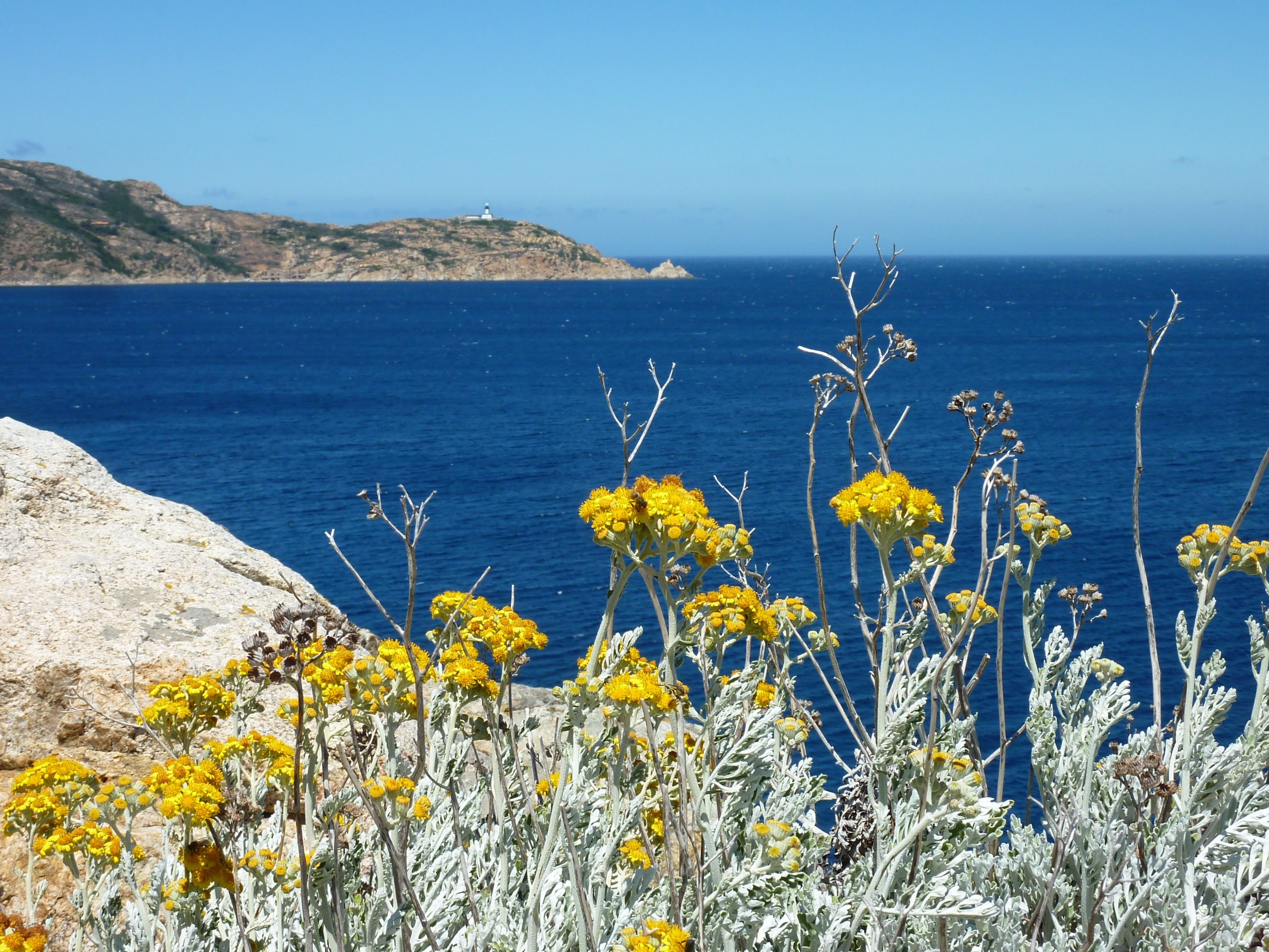 tranquility, coastline, sea, tranquil scene, summer, beauty in nature, yellow, wild flowers, flower, nature, yellow flower, 2K, landscape, flowering plant, HD Wallpaper