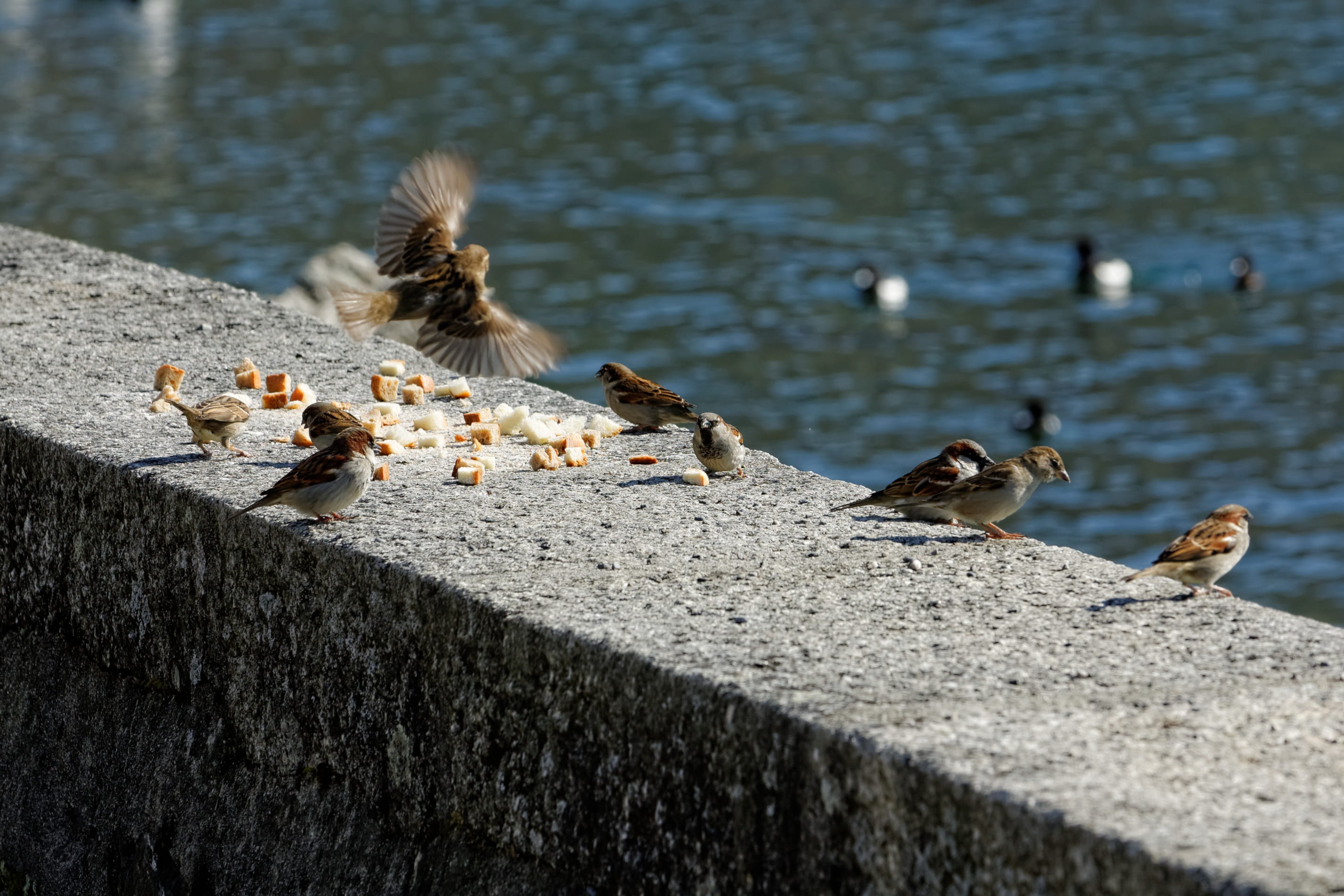 animal wildlife, group of animals, animal family, lausanne, focus on foreground, water, flock of birds, animals in the wild, young bird, animal themes, HD Wallpaper
