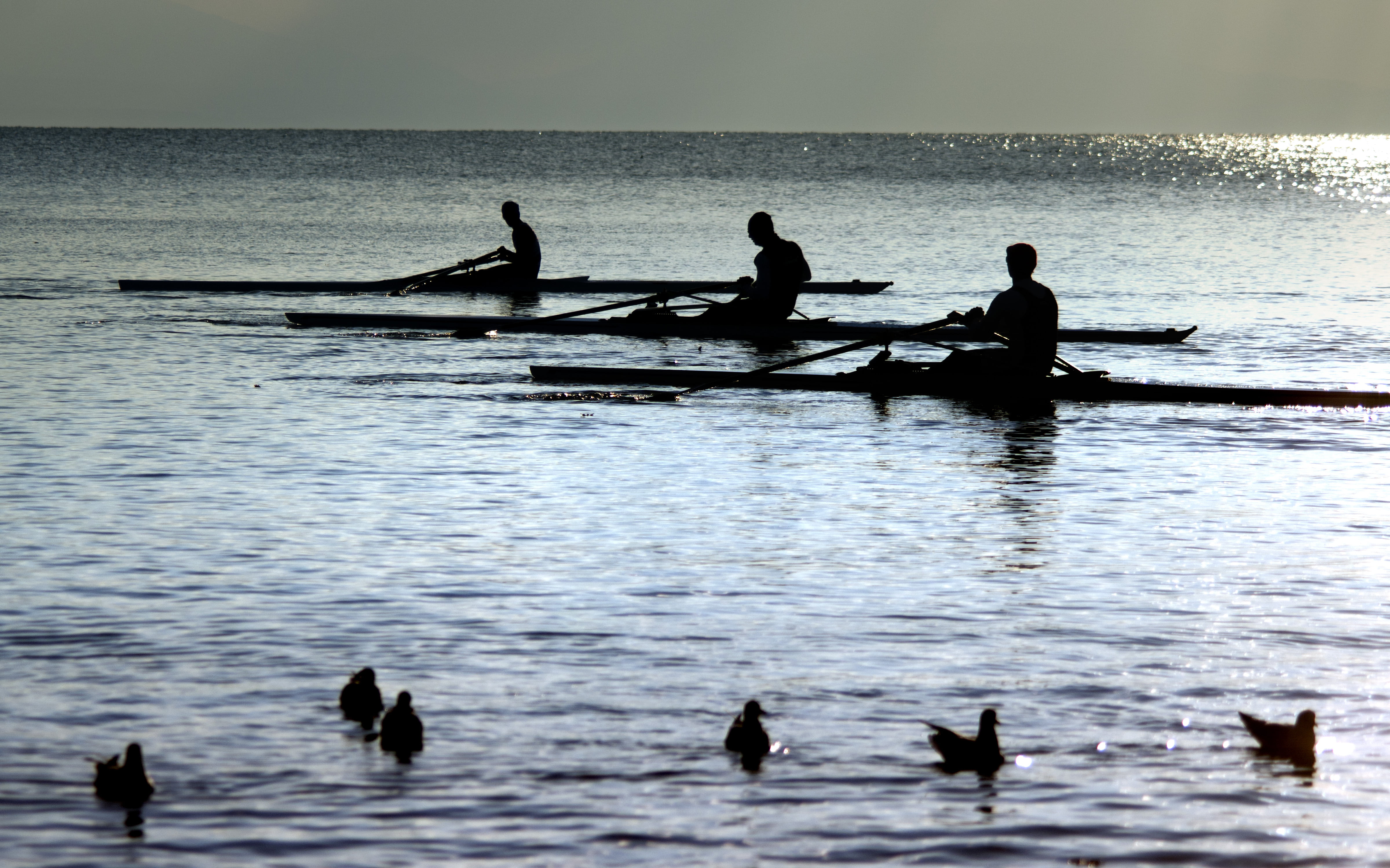 4K, nautical Vessel, people, oar, rowing, photo, Lausanne, nature, sailing, Lake Geneva, switzerland, outdoors, sea, sport, Pentax Kr, lake, sunset, water, HD Wallpaper