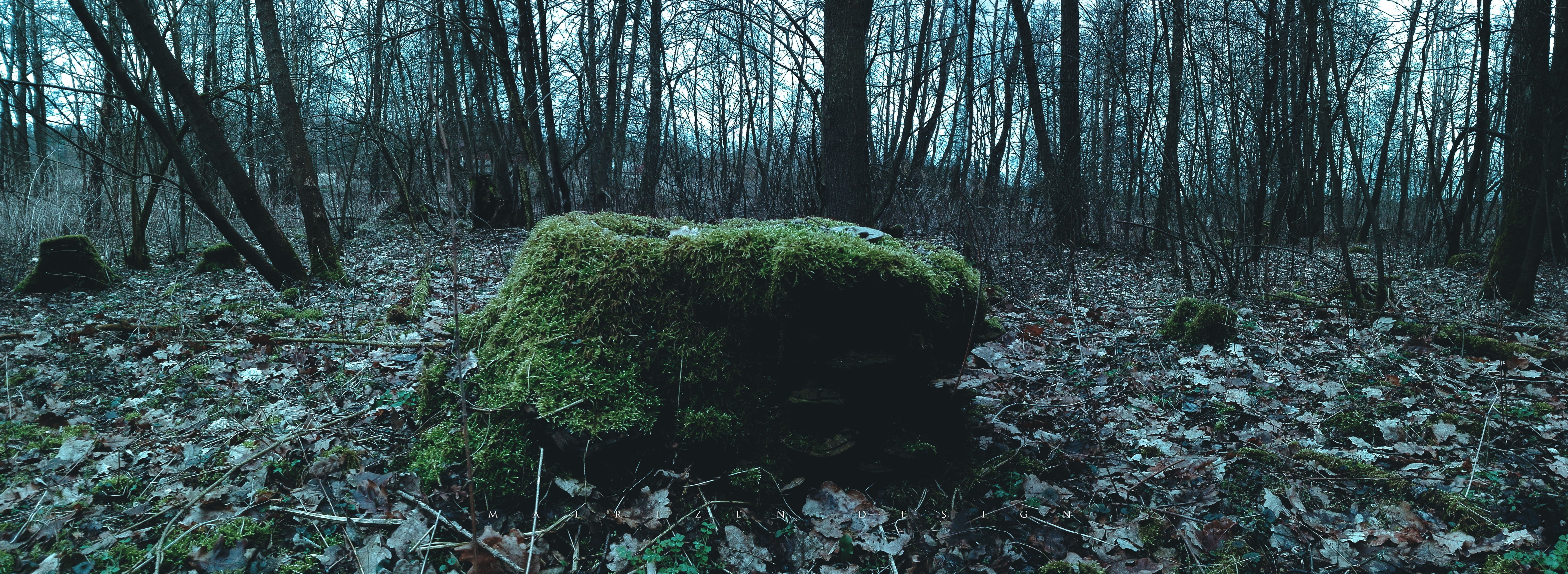 trunk, Dead Trees, moss, water, no people, beauty in nature, Poland, growth, land, forest, ultra, idyllic, outdoors, tree, ultrawide, landscape, 5K, leaves, HD Wallpaper