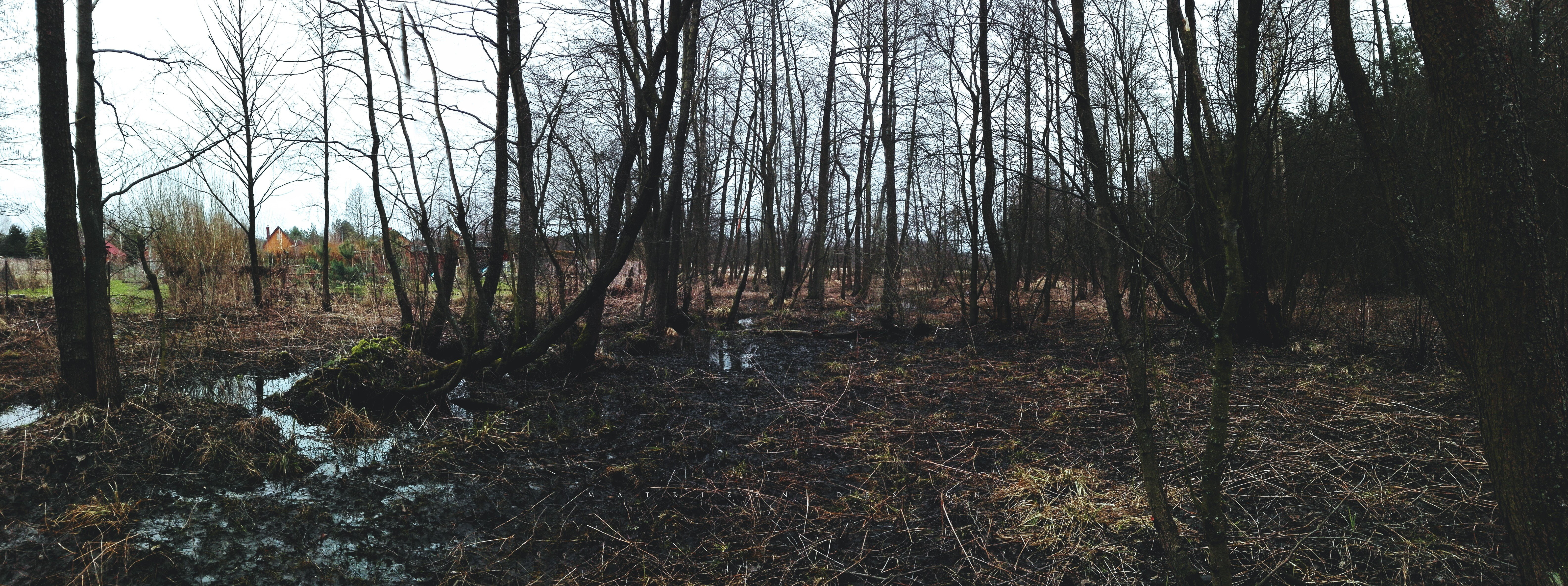 tree trunk, environment, 5K, tranquility, photography, outdoors, woodland, Dead Trees, field, forest, land, moss, day, trunk, river, nature, ultra, non-urban scene, HD Wallpaper