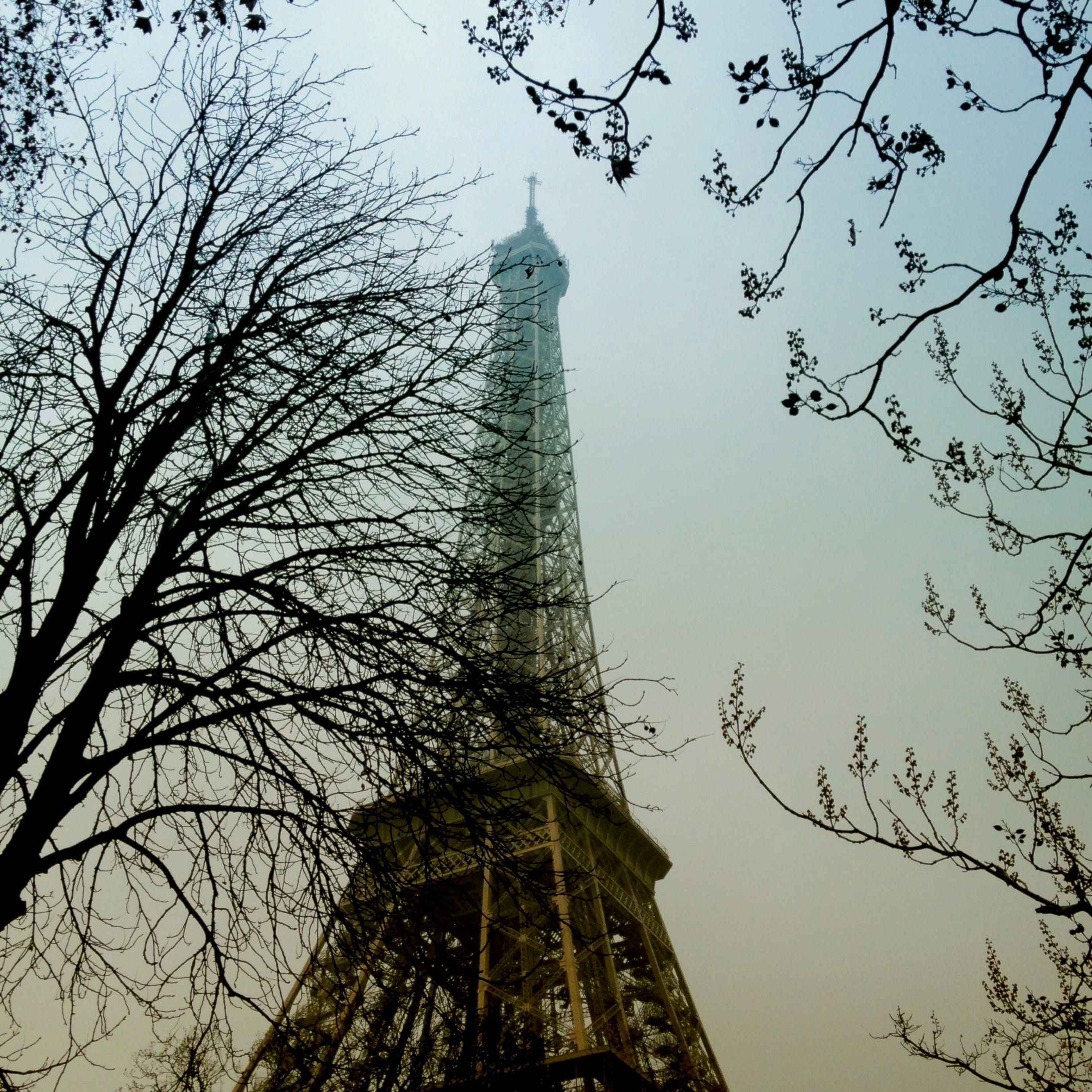 1080P, plant, tree, built structure, france, the past, eiffeltower, sky, tower, travel destinations, paris, tourism, flowers, branch, skyscraper, nature, Phone HD Wallpaper