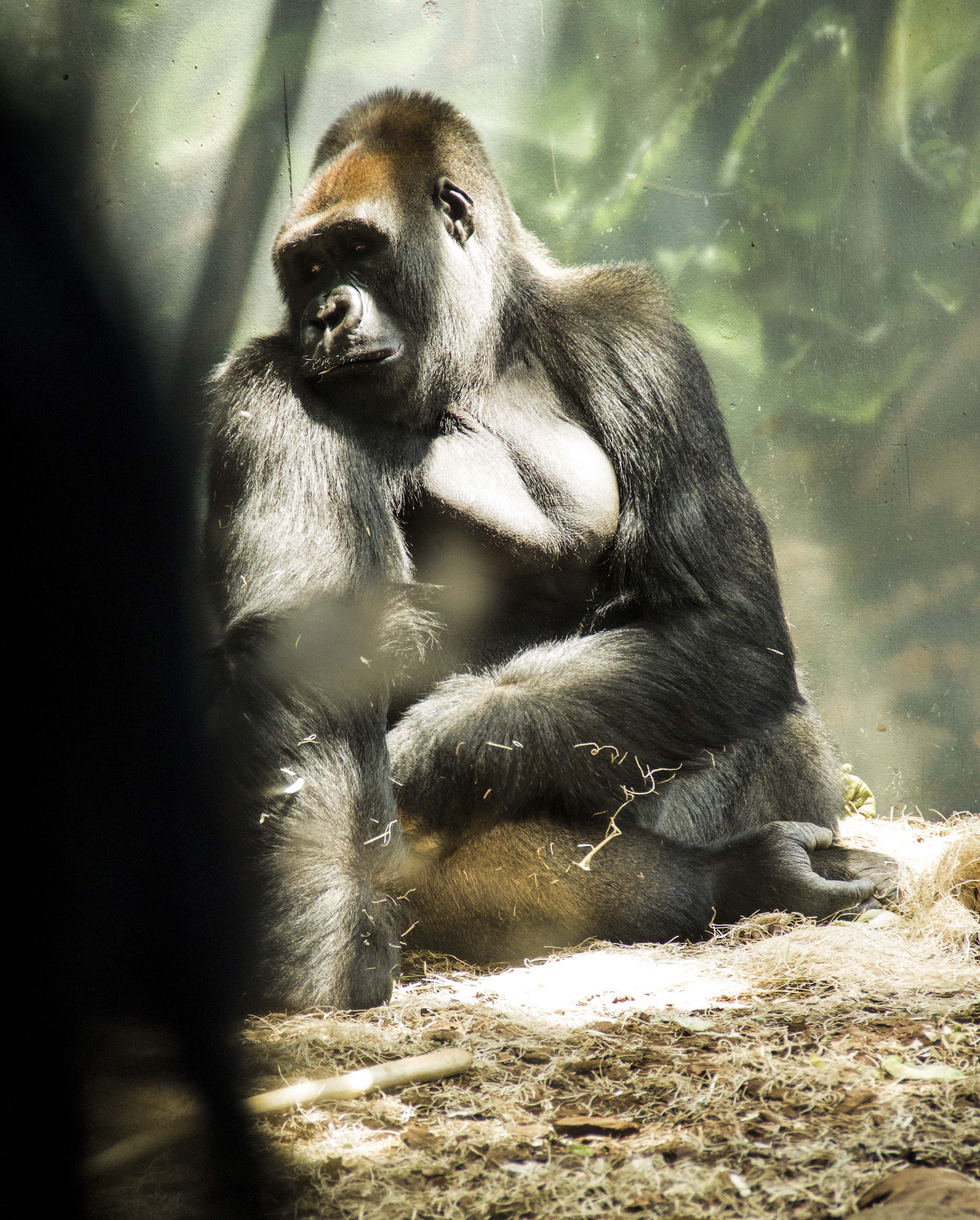 4K, zoo, two animals, gorrilla, sitting, no people, group of animals, nature, animals in the wild, young animal, animal wildlife, primate, animal family, Phone HD Wallpaper