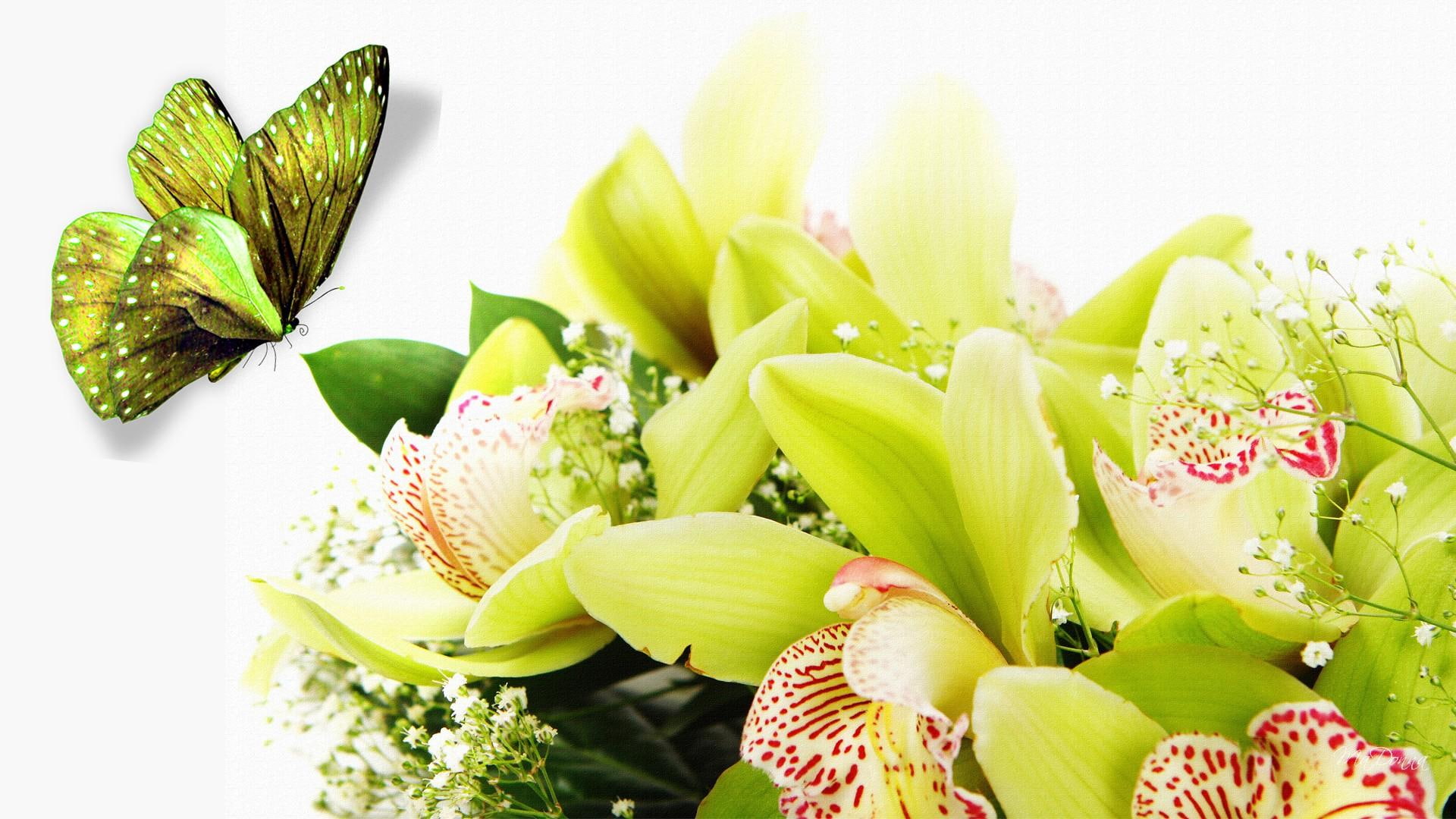 firefox persona, flowers, butterfly, green, lilies, 1080P, lily, floral, summer, 3d and abstract, gorgeous, HD Wallpaper