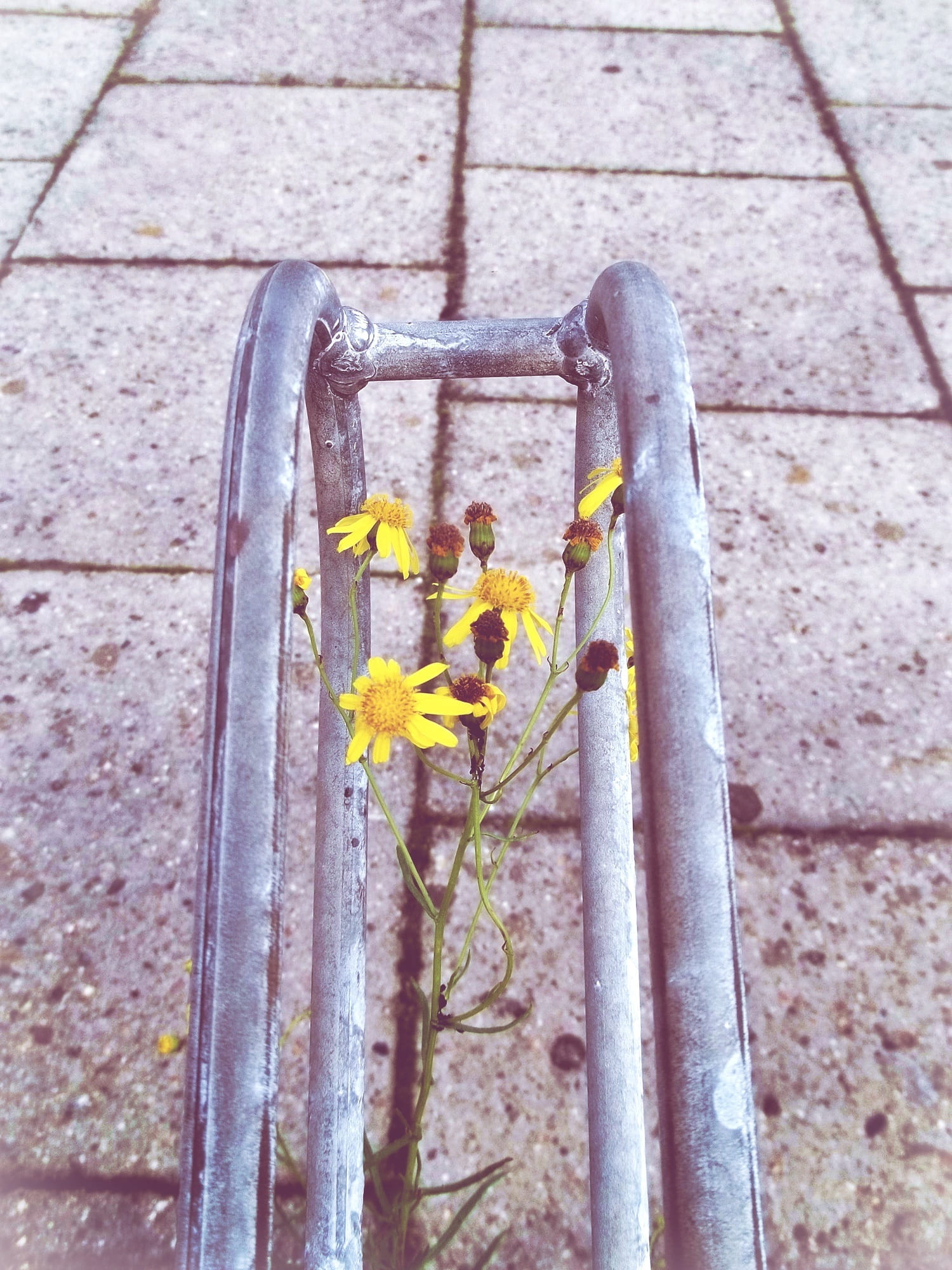 close-up, architecture, flowering plant, growth, vulnerability, blossom, yellow flower, beauty in nature, flora, outdoors, high angle view, Yellow, Bike Racks, Phone HD Wallpaper