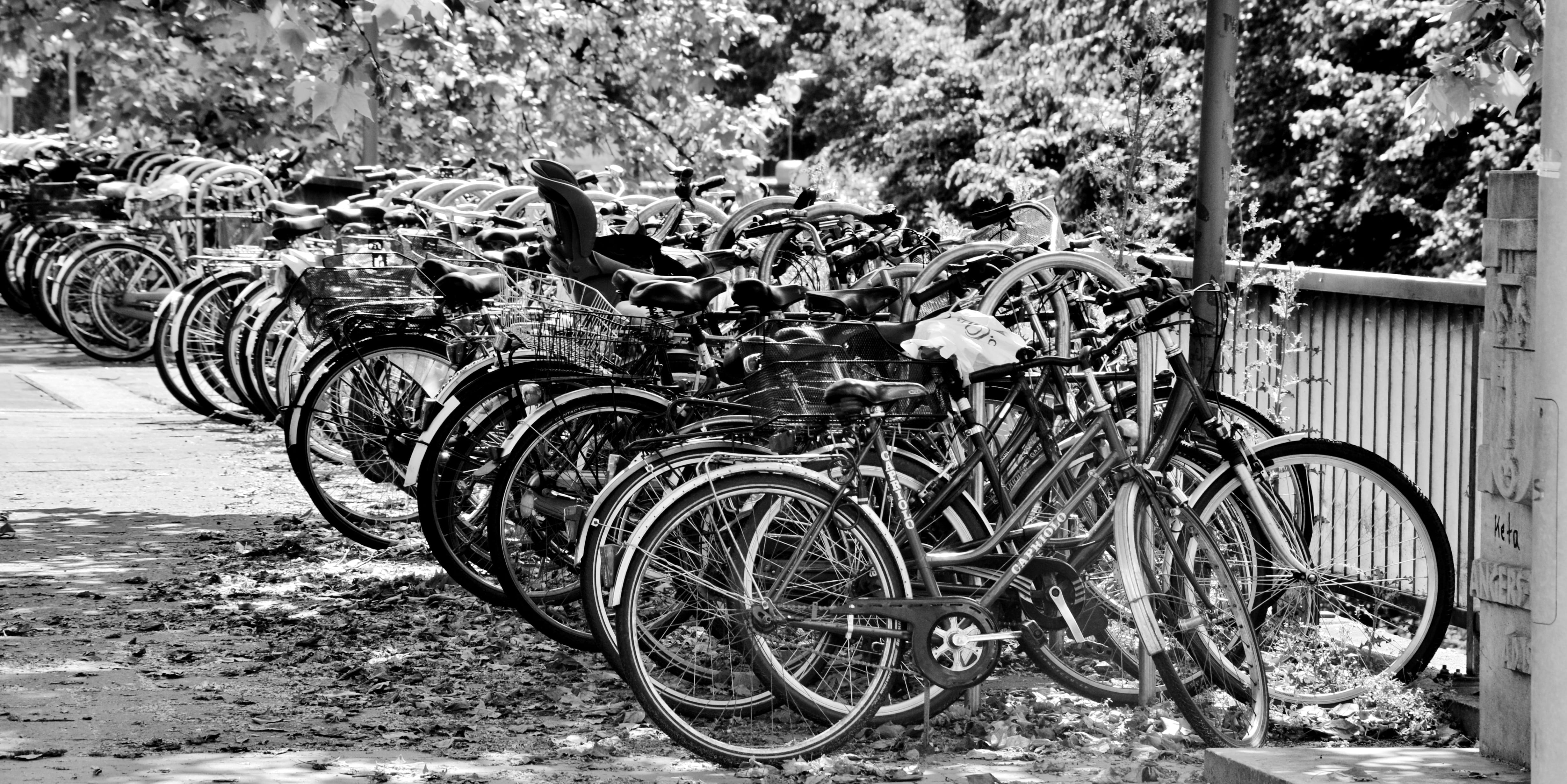 wheels, 4K, plant, cycle, cycling, bicycles, black and white, animal, bike racks, outdoors, nature, animal themes, land vehicle, wheel, no people, land, HD Wallpaper