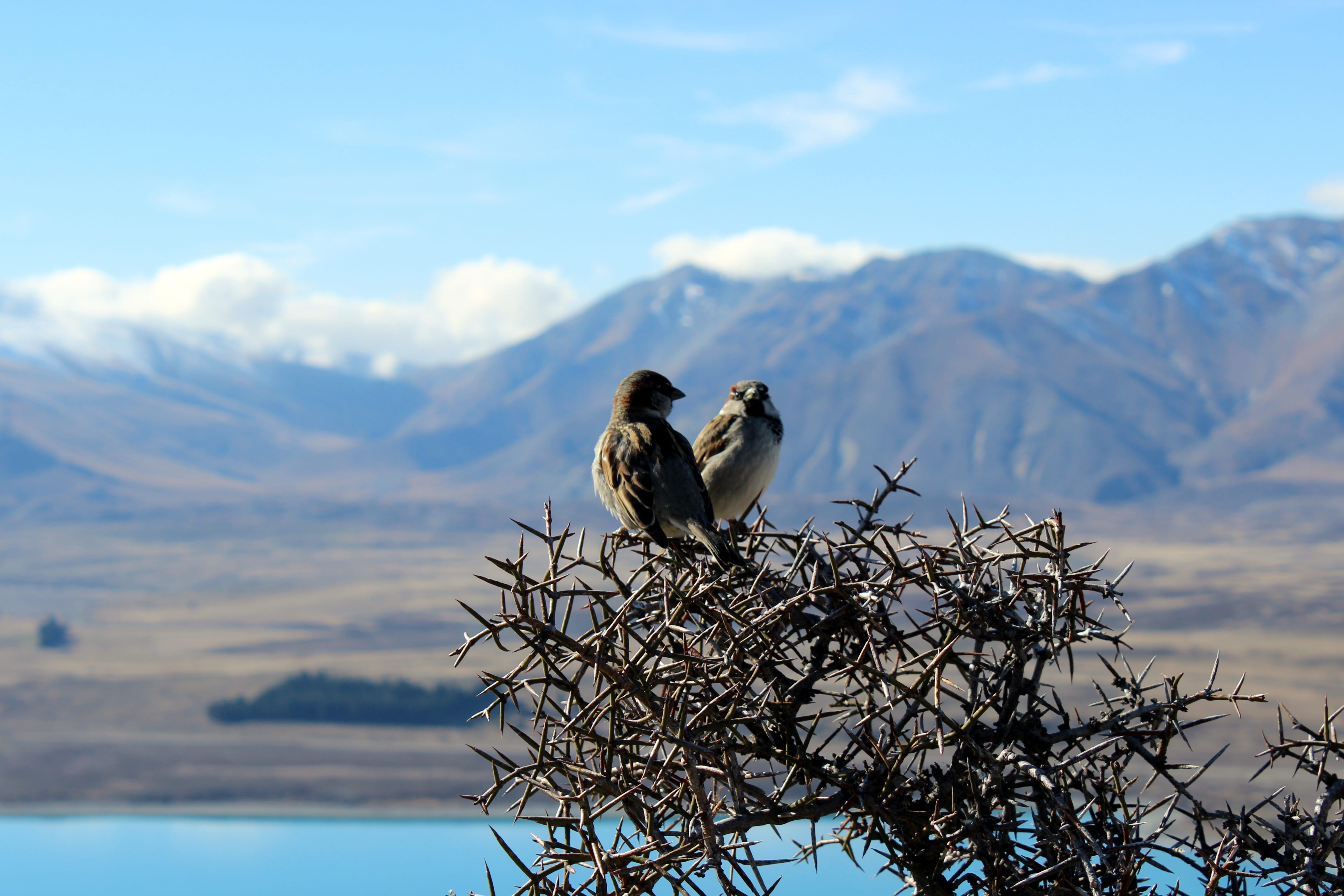 no people, nature, plant, vertebrate, mountain, national park, birds, 5K, two animals, group of animals, new zealand, tree, sky, water, perching, animal wildlife, HD Wallpaper