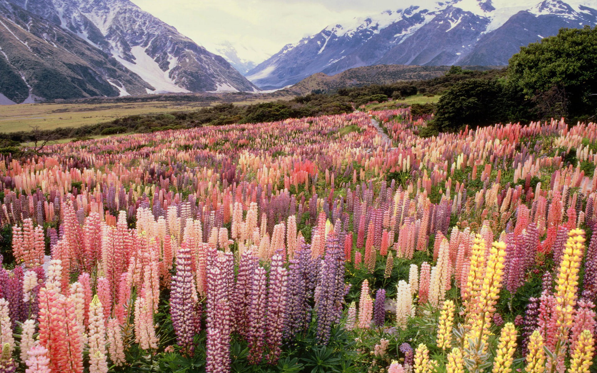 new, lupine, national, park, mount, hd, zealand, 1080P, cook, wild, HD Wallpaper
