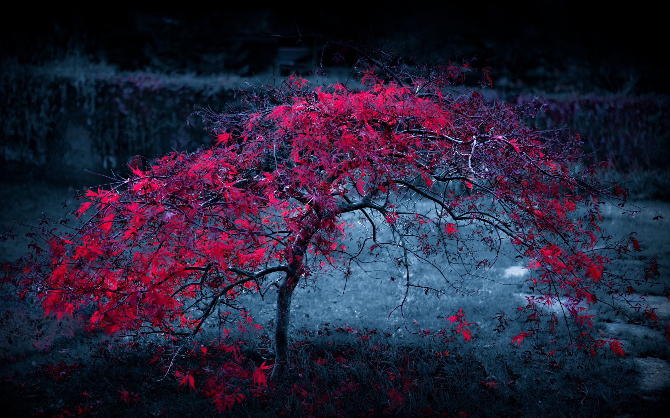 Tree, 2K, Leaves, Dusk, Red, Lonely, Autumn, HD Wallpaper