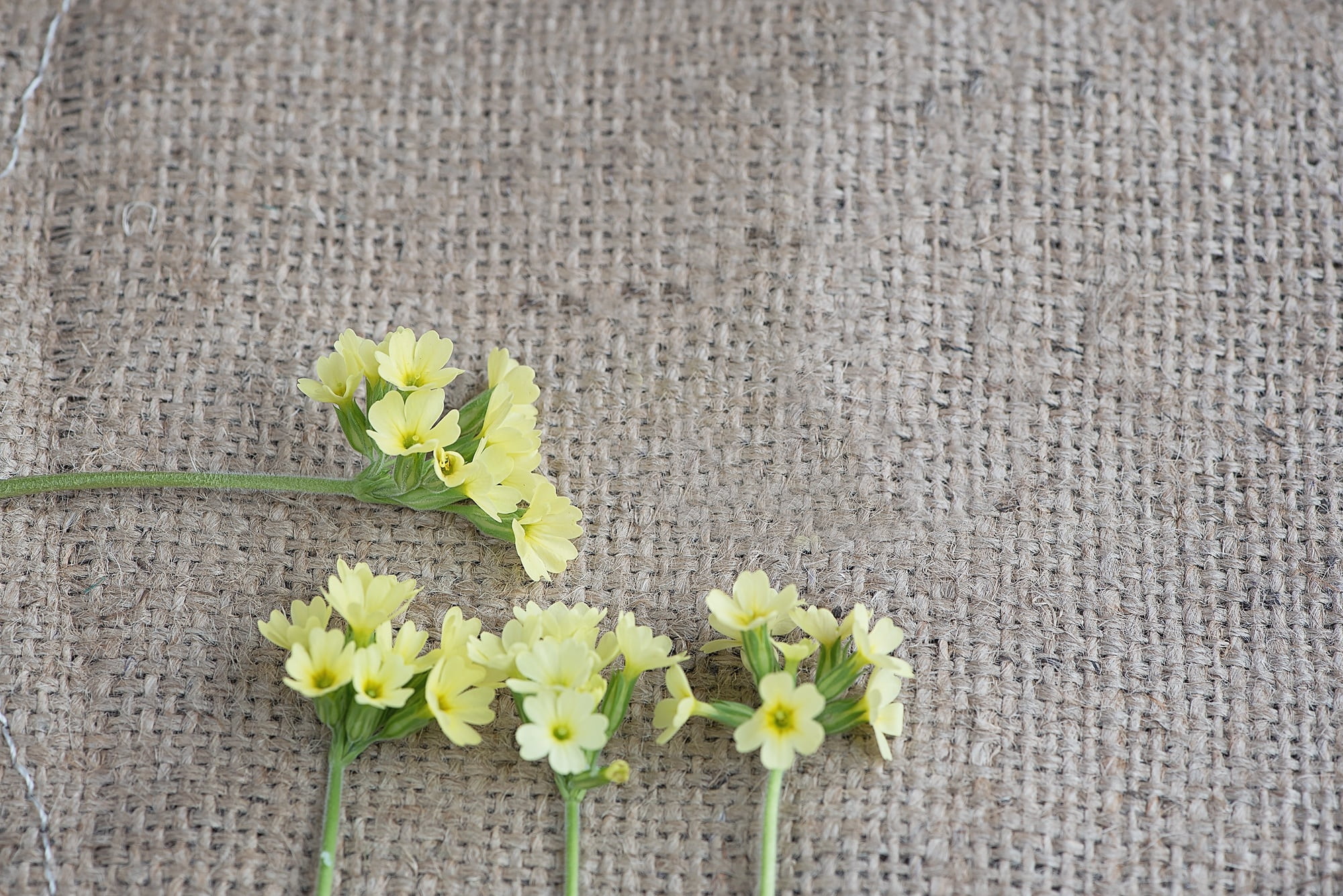 yellow, petal, jute, flower head, day, textile, plant, growth, rhododendron, grey, flowers, 1080P, fragility, flowering plant, text dom, directly above, HD Wallpaper