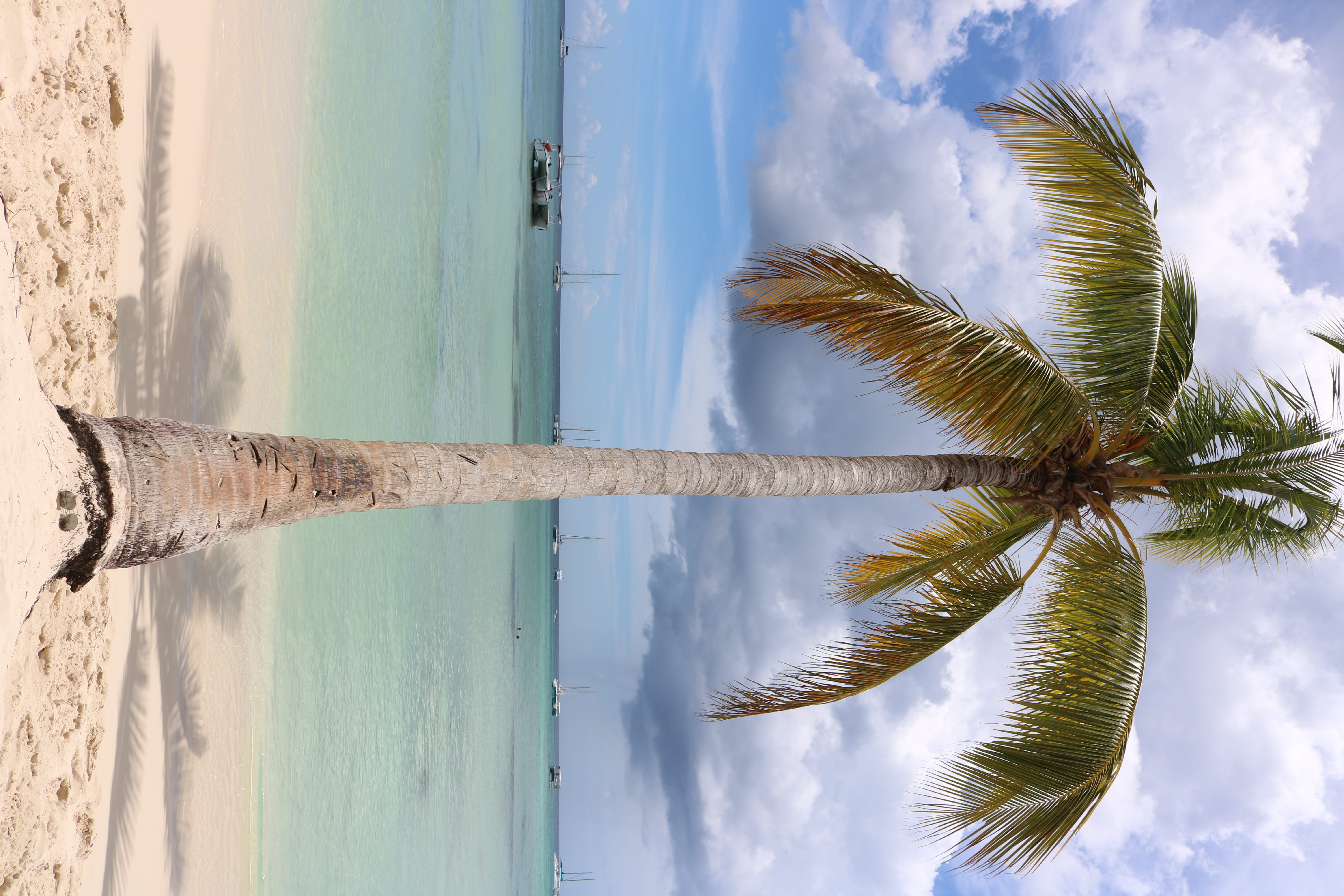 day, yellow, horizon over water, sky, horizon, sand, coconut palm tree, tree, beach, beauty in nature, outdoors, turquoise, clear, palm trees, tranquil scene, HD Wallpaper