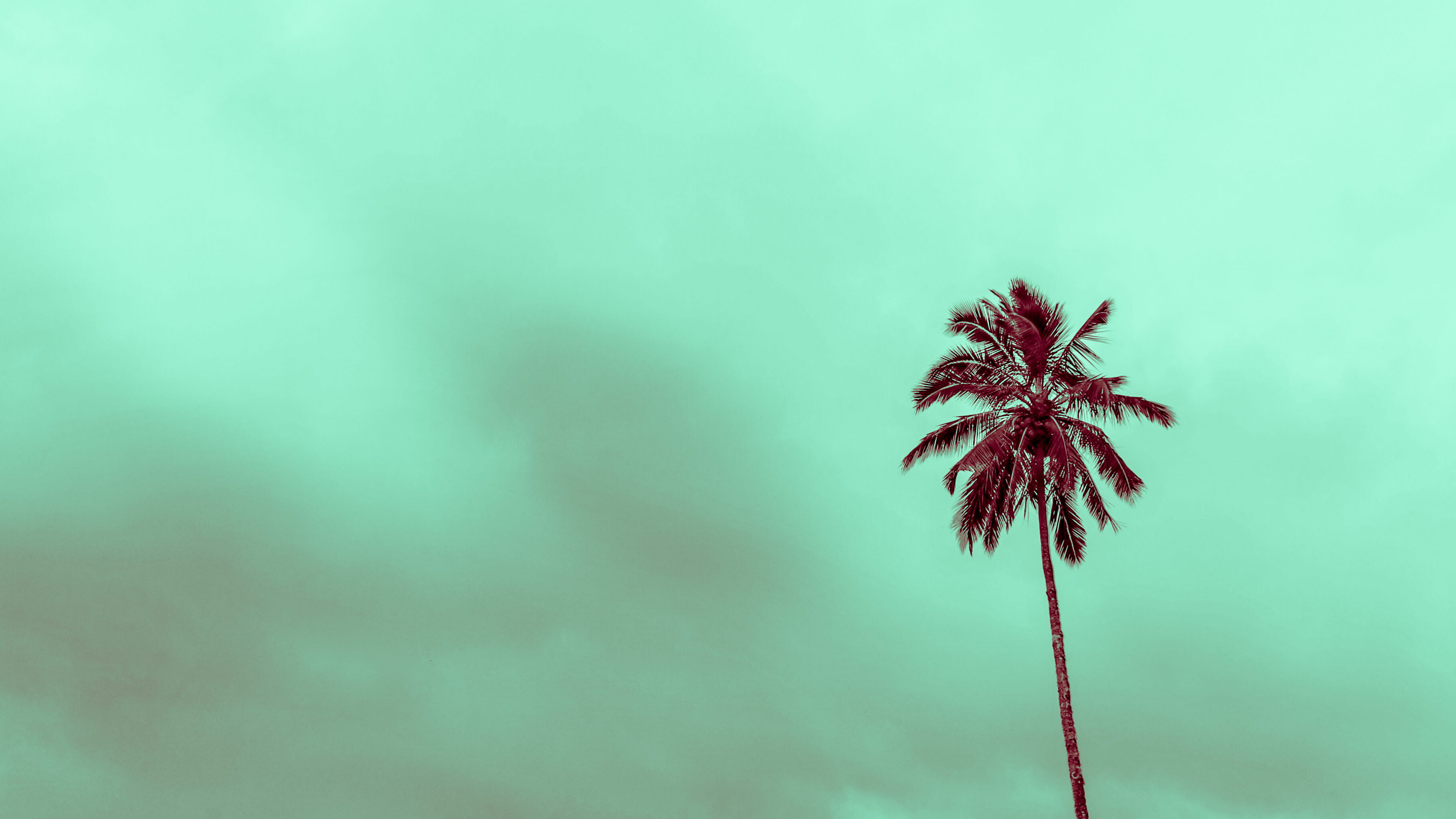 miami colours, green, flower, low angle view, palms, nature, freshness, copy space, fragility, miami, aqua, beauty in nature, tree, day, 2K, outdoors, HD Wallpaper