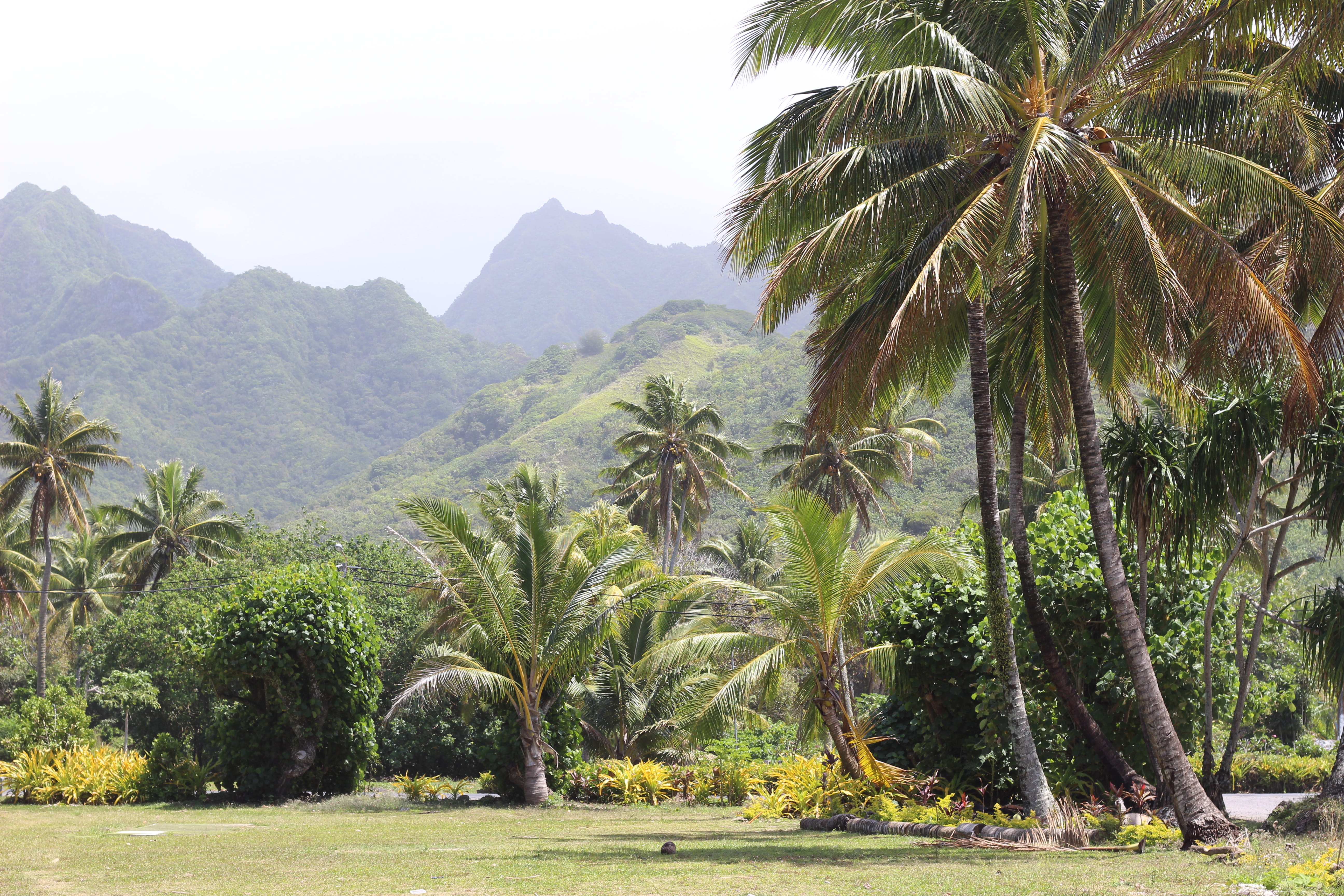 coconut palm tree, palm, rarotonga, outdoors, day, scenics - nature, non-urban scene, tranquil scene, plant, tropical tree, idyllic, land, tranquility, HD Wallpaper