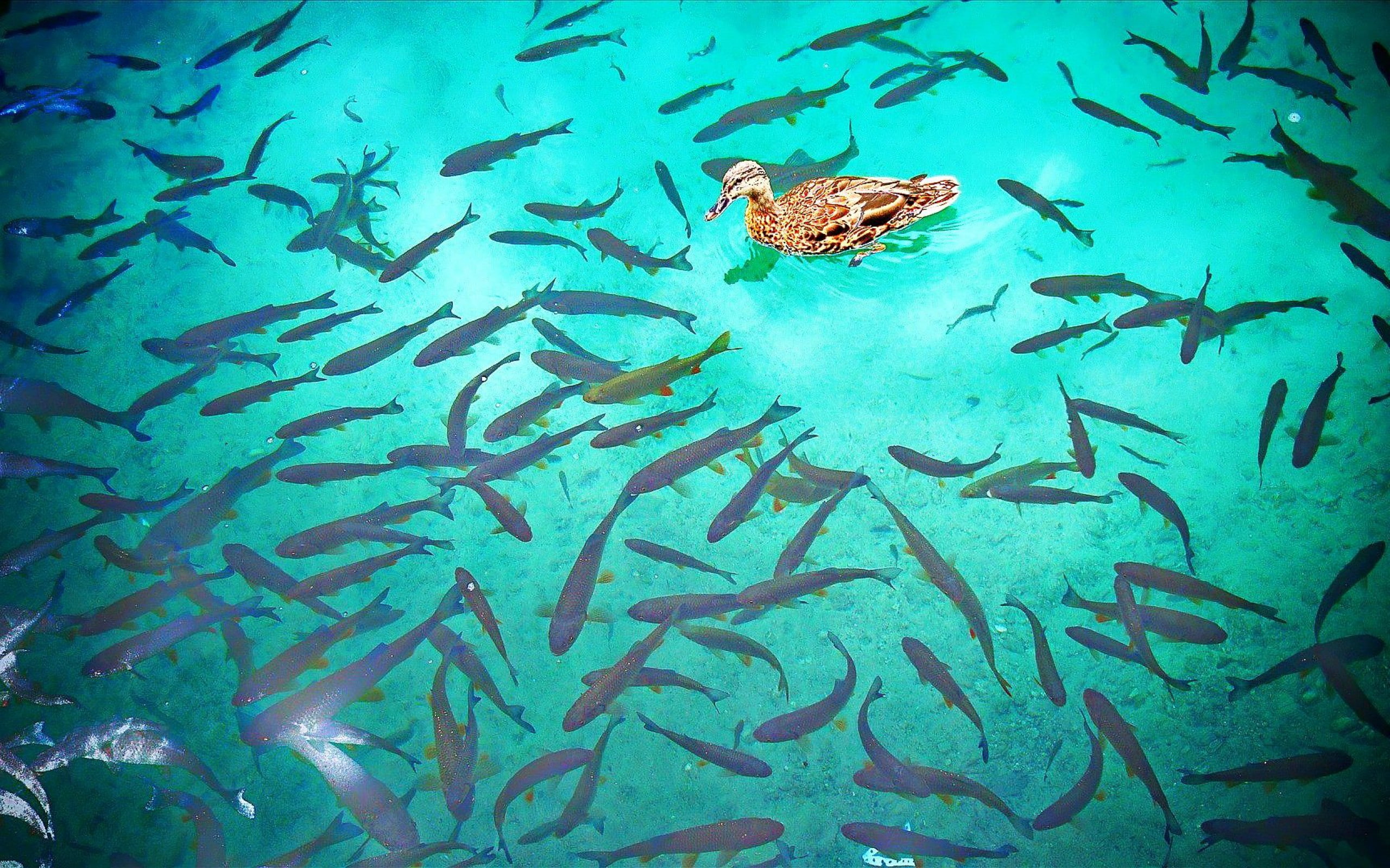 2K, fishes, park, croatia, national, county, lakes, duck, plitvice, HD Wallpaper