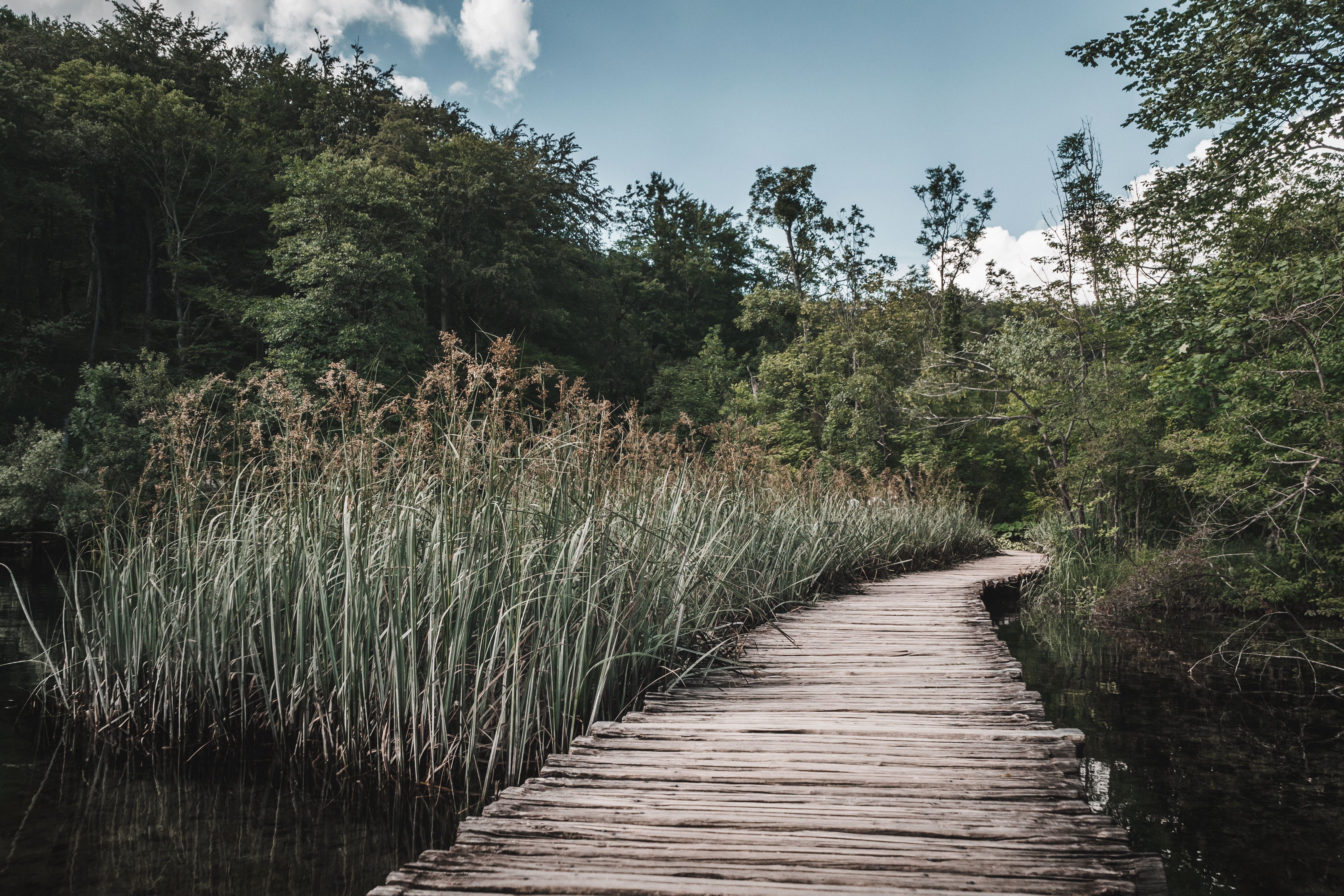tranquil scene, outdoors, beauty in nature, scenics - nature, nature, wood, footpath, 5K, grass, tranquility, plitvice lakes national park, sky, tree, HD Wallpaper