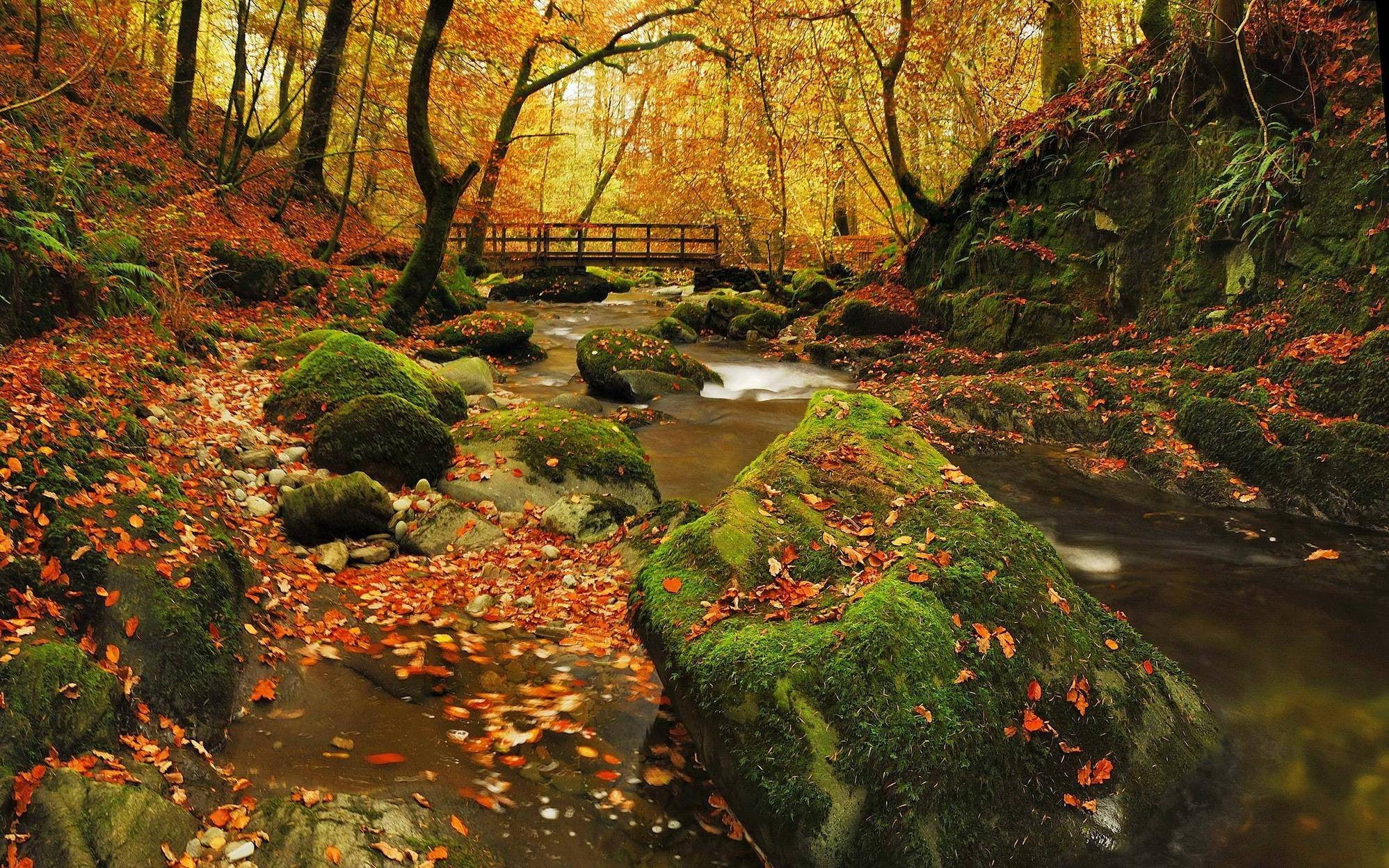 beauty in nature, lake, tranquil scene, autumn collection, change, day, flowing, bridge, plant, fall, outdoors, tree, autumn, no people, land, forest, 1080P, HD Wallpaper