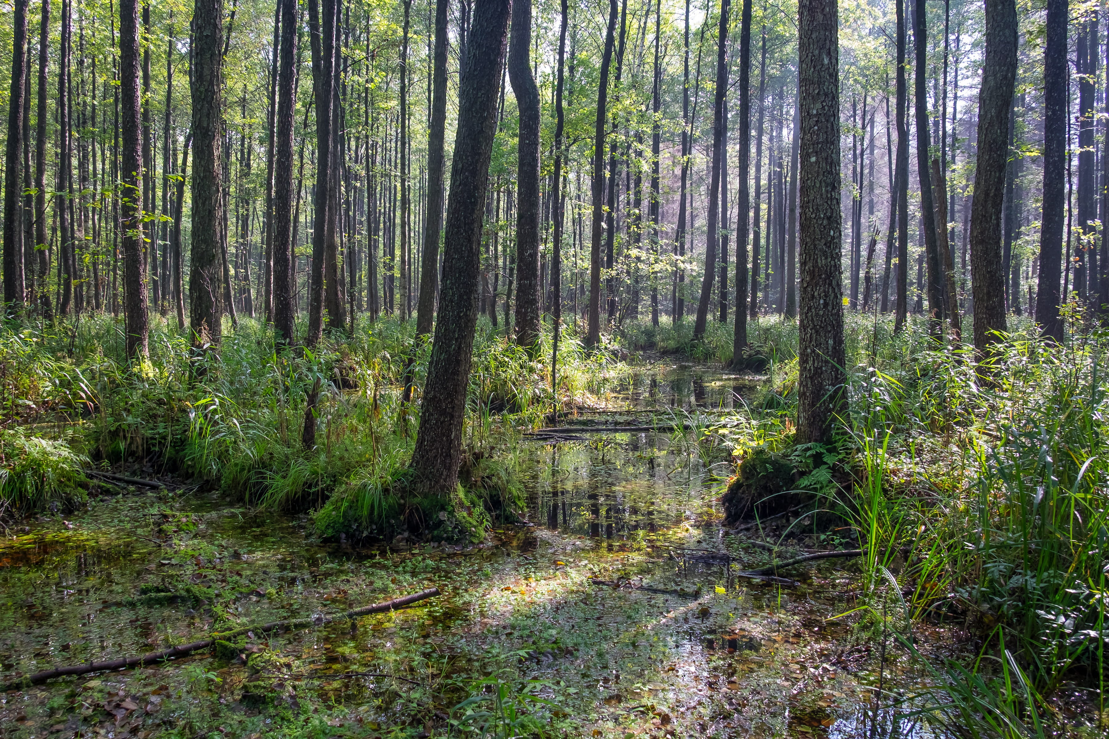 environment, wood, puszcza białowieska, pine woodland, remote, sanctuary, tree trunk, plant, outdoors, trunk, tranquil scene, nature, grass, land, no people, HD Wallpaper