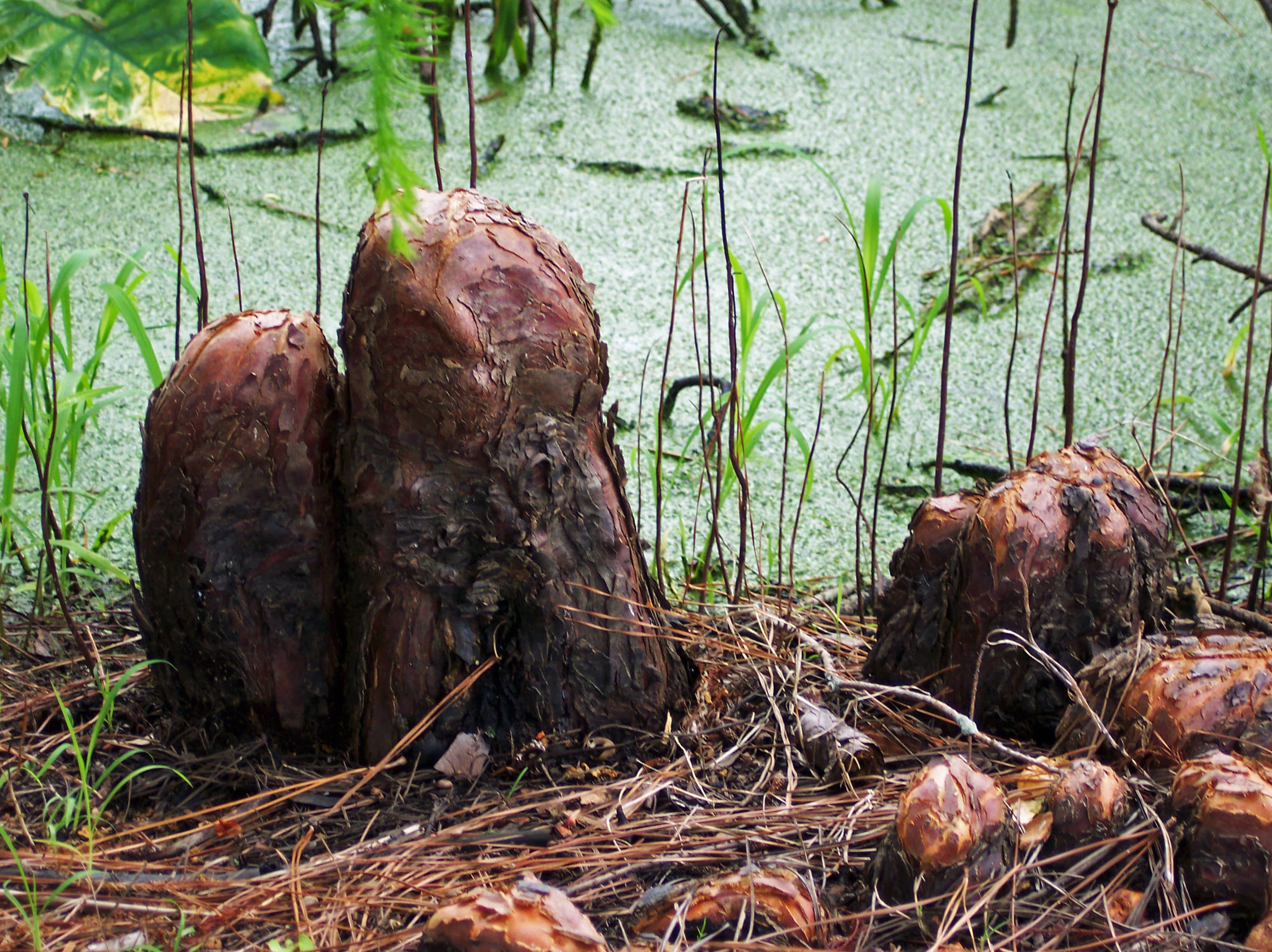 eco, group of animals, habitat, animal themes, tree, 2K, wood - material, roots, rural, environment, moss, ecology, south, plant, close-up, animal wildlife, HD Wallpaper
