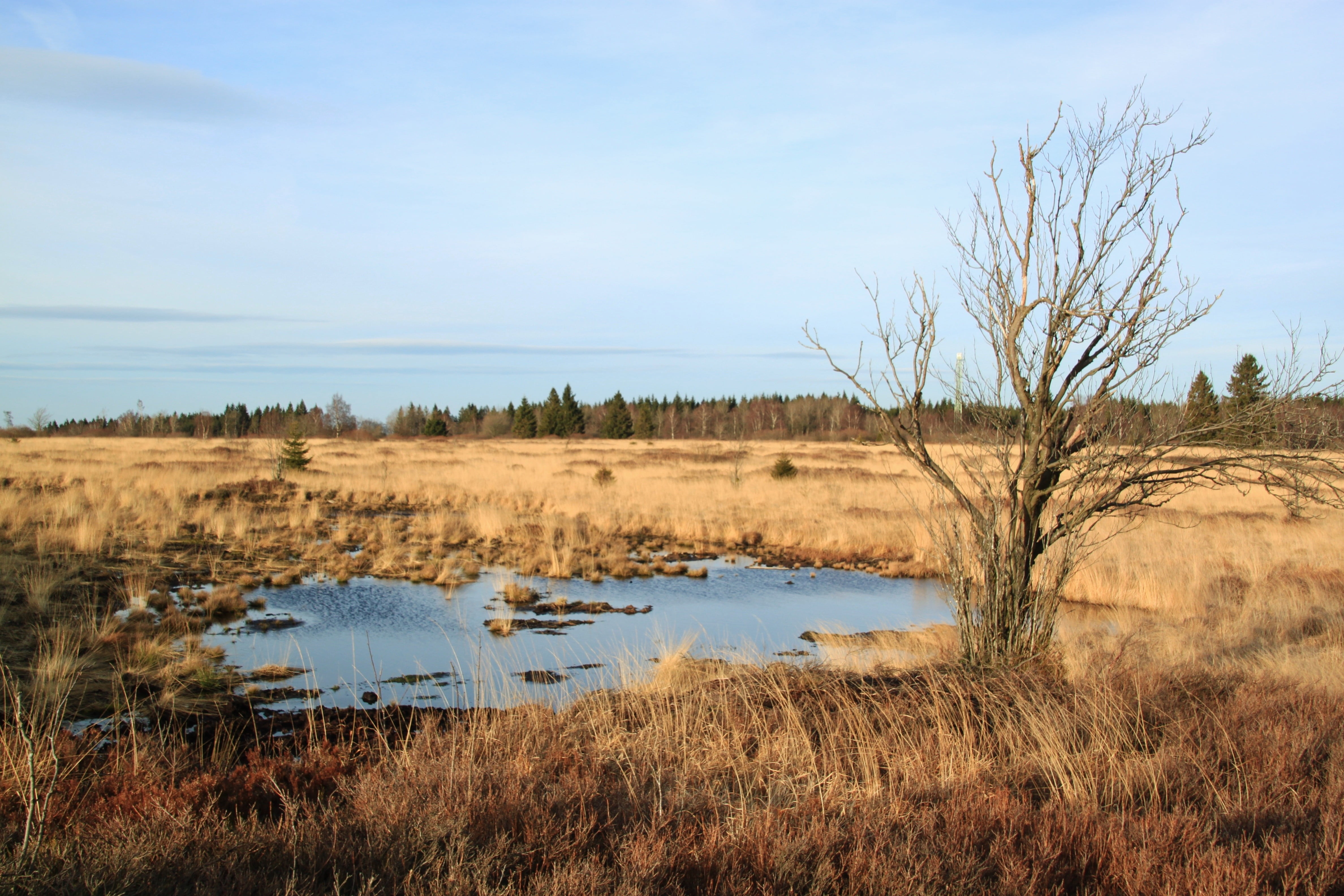 mood, swampy, nature, plant, moorland, marsh, nature reserve, nature conservation, beauty in nature, shrubs, water, scenics - nature, halme, grasses, land, HD Wallpaper