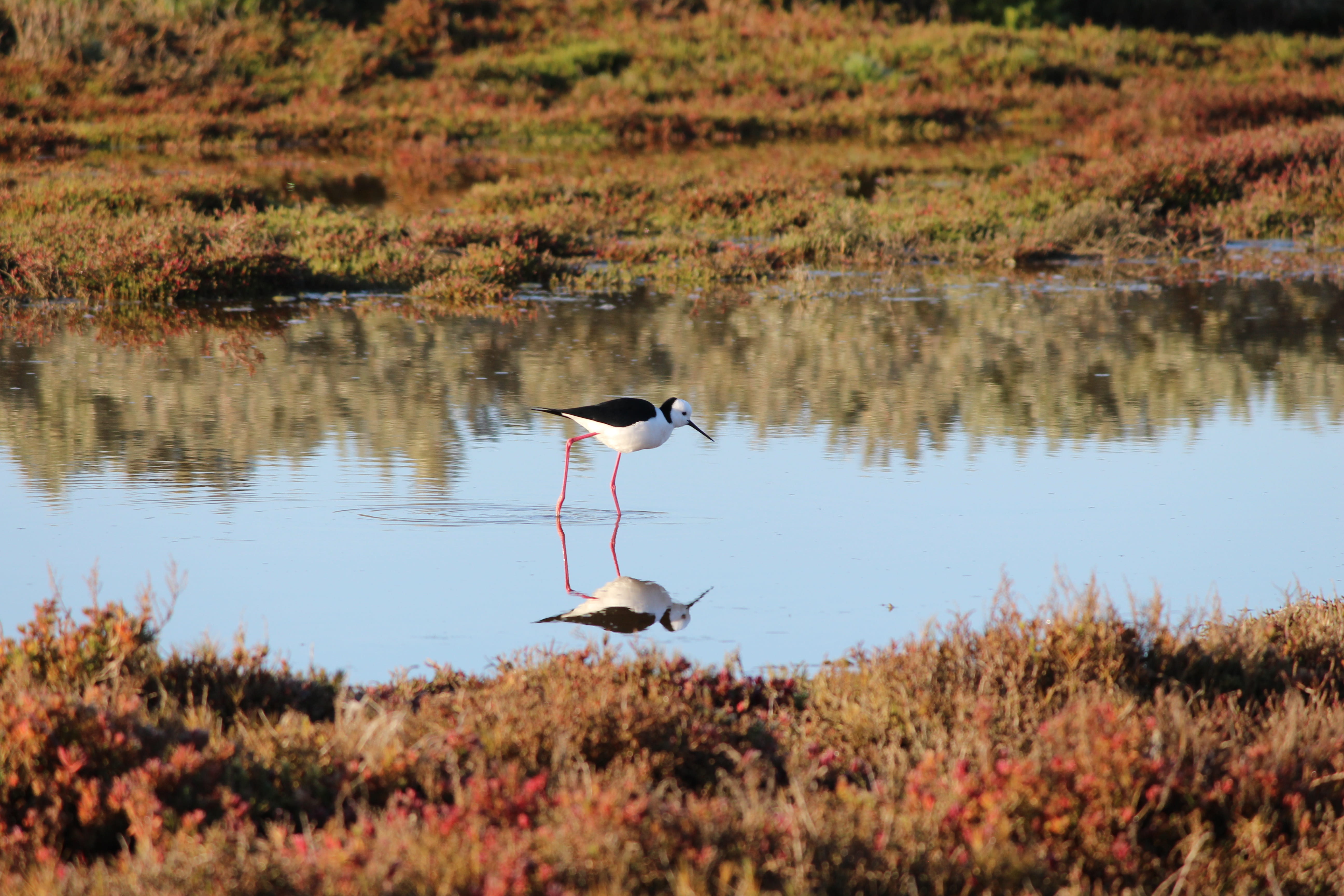 no people, bird, shorebirds, reflection, day, summer, animal, land, marsh, animal wildlife, animal themes, ppwcma, vertebrate, beauty in nature, water, HD Wallpaper
