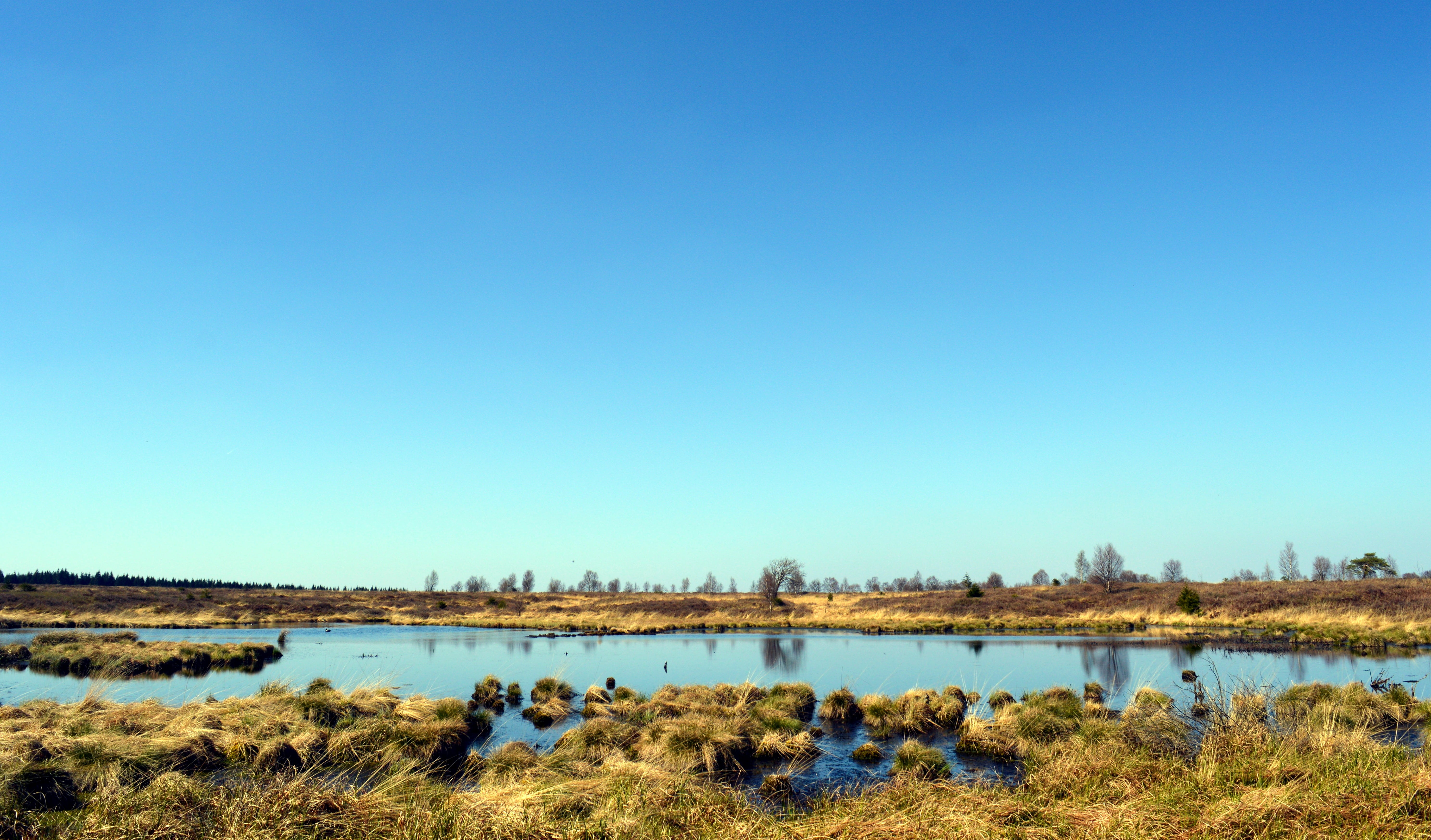 body, grass, scenics, moist, beauty in nature, scenics - nature, swampy, tranquility, wetland, venn, travel destinations, swamp grass, nature conservation, HD Wallpaper