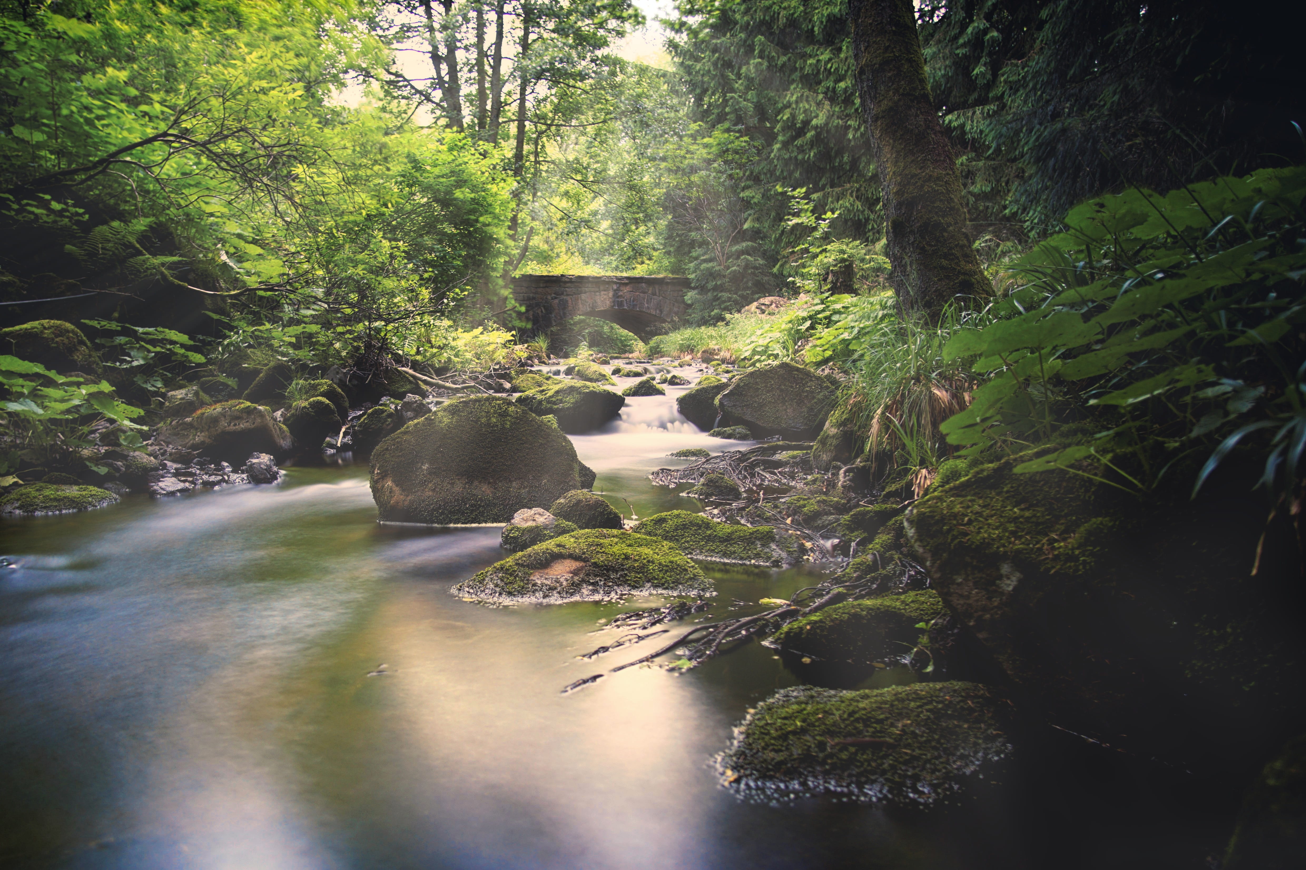 growth, land, rock - object, scenics - nature, tranquil scene, rock, water, the bode, no people, forest, bach, flowing, watercourse, nature, day, germany, HD Wallpaper