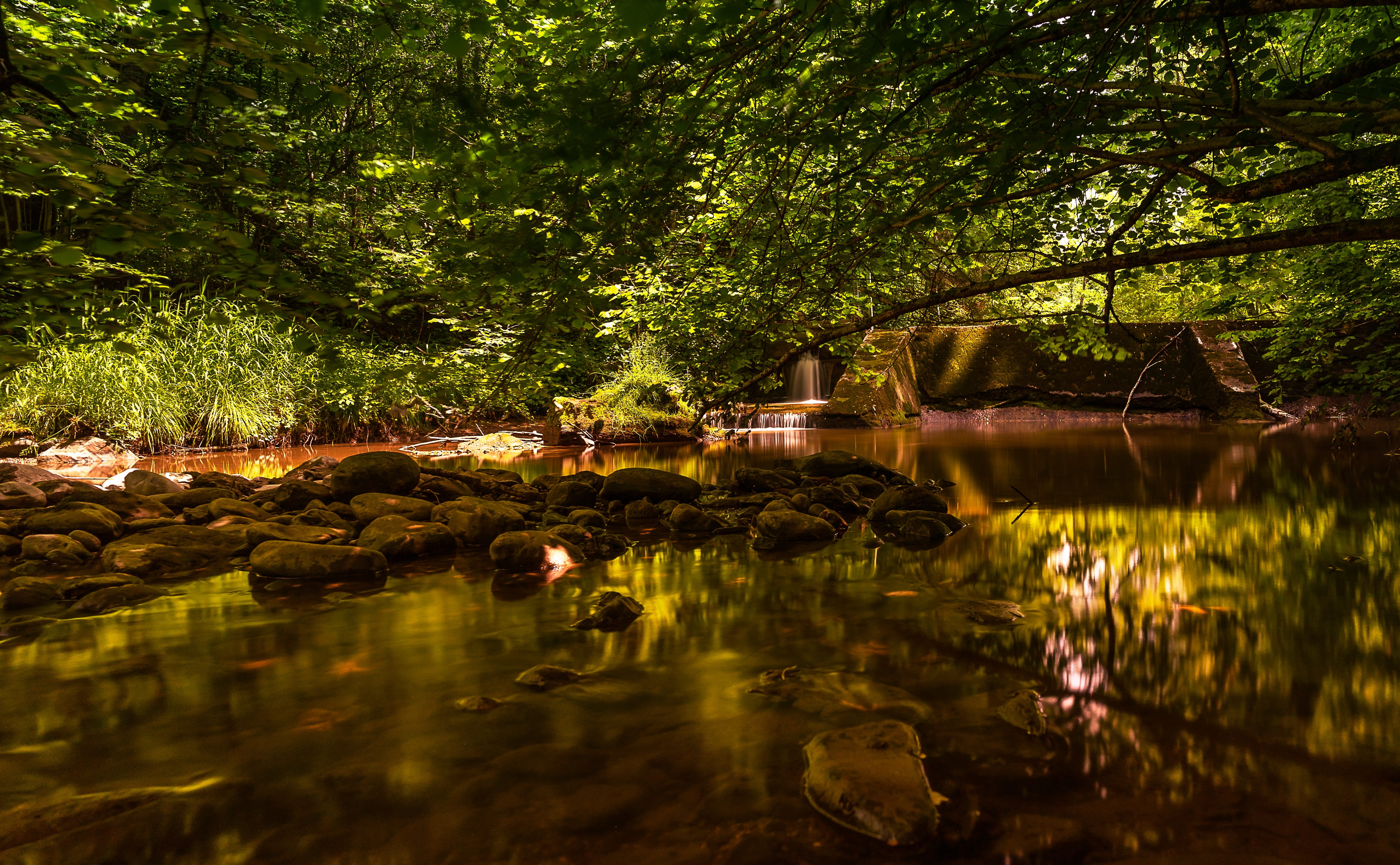 plant, land, lake, outdoors, growth, tranquil scene, reflection, long exposure, water, 4K, green color, beauty in nature, rock, branches, nature, green tree, HD Wallpaper