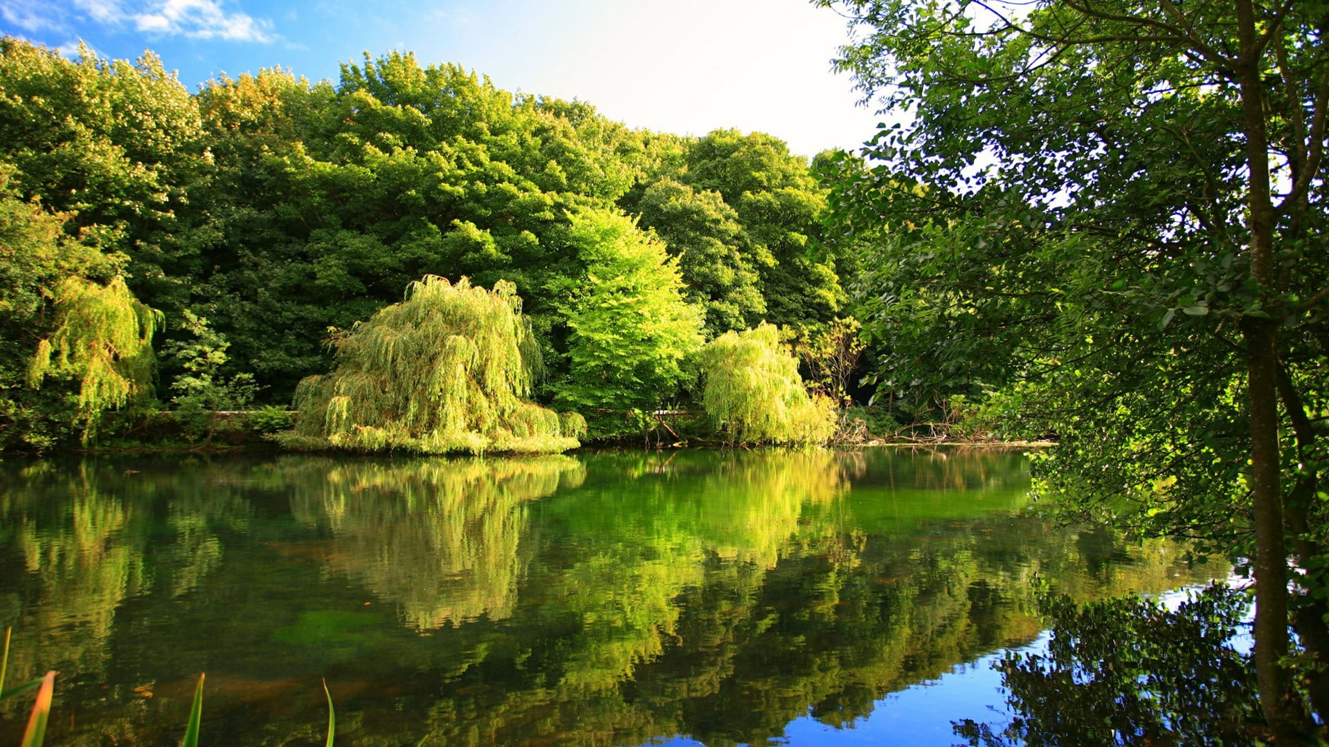 idyllic, vegetation, beauty in nature, forest, 1080P, outdoors, water, plant, no people, day, watercourse, green color, tranquil scene, nature, green, HD Wallpaper