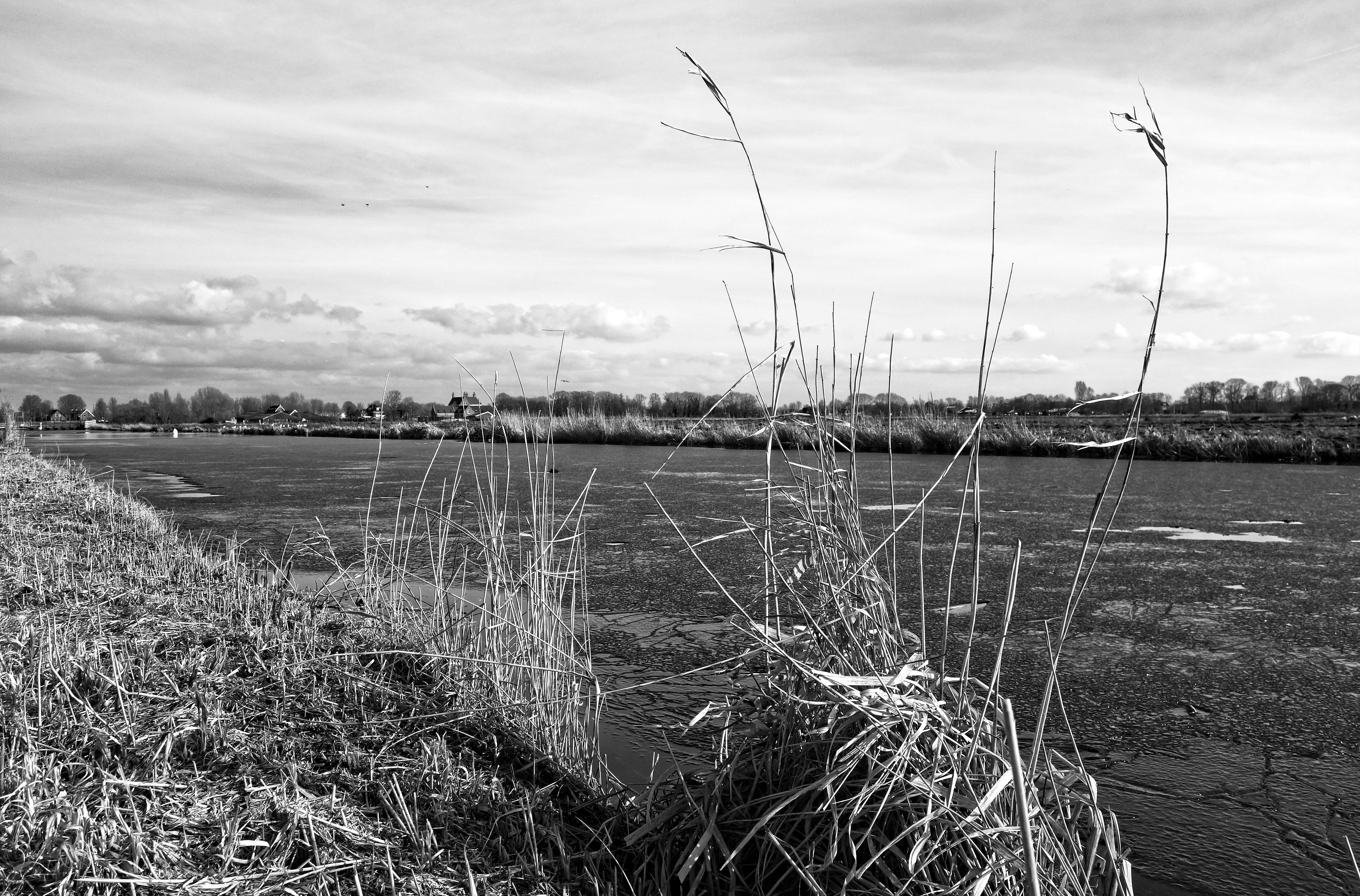 beauty in nature, flat, wetlands vegetation, environment, converging lines, swamp, tranquil scene, vegetation, reed, sky, nature, ice, waterway, tree, cloud - sky, HD Wallpaper