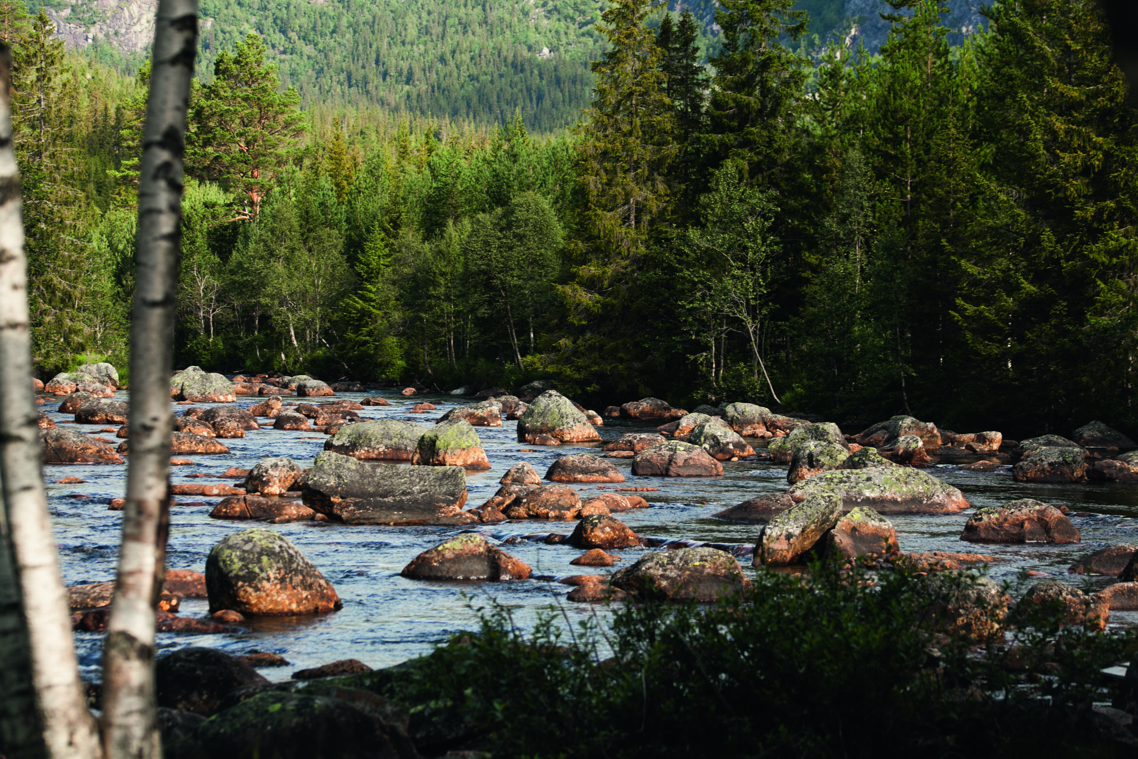 creek, tranquility, 4K, scenic, woodland, land, watercourse, growth, water, norway, forest, rock, tranquil scene, tree, flowing, green color, scenics - nature, HD Wallpaper