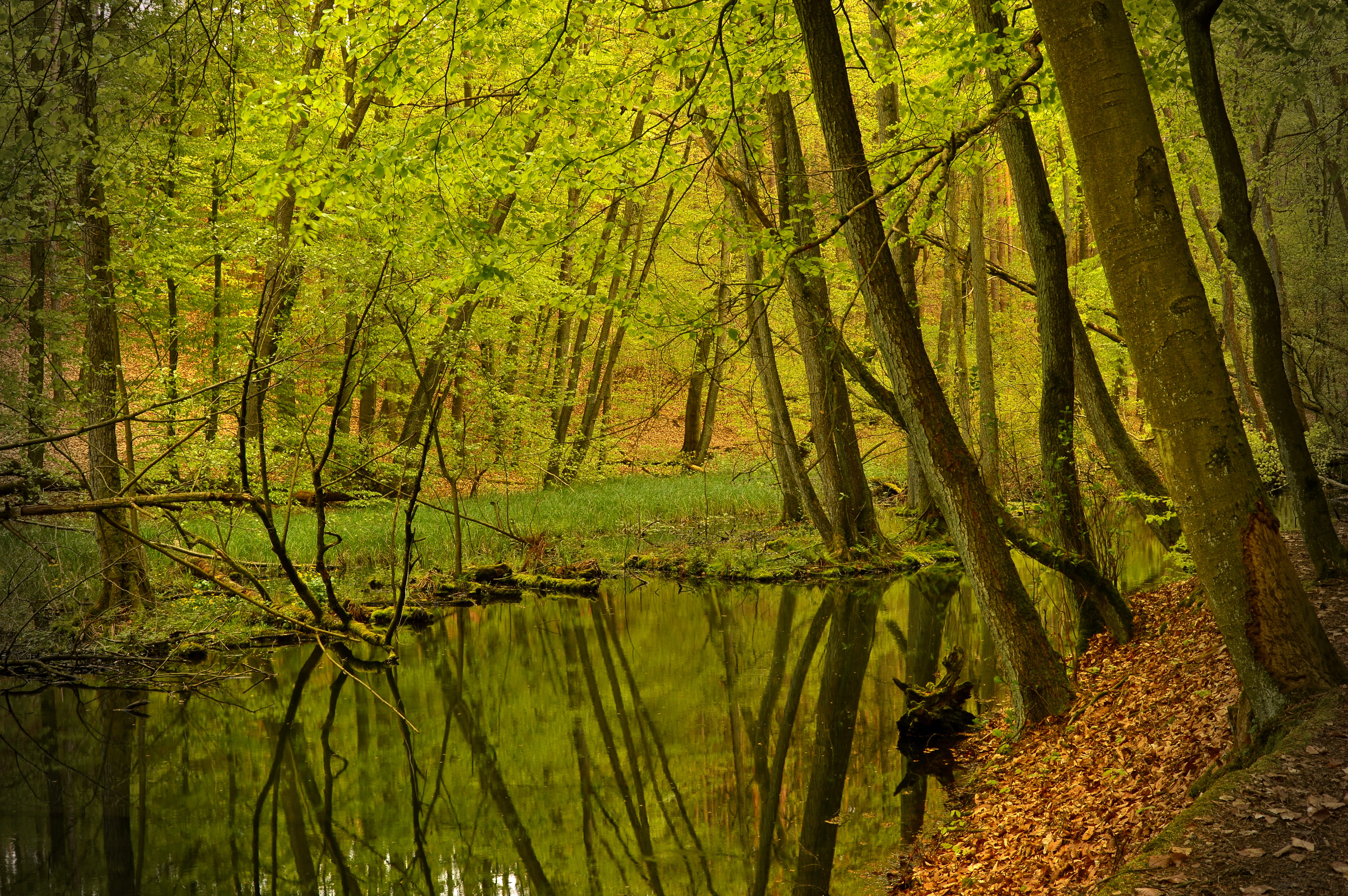 no people, woodland, tranquility, change, scenics - nature, idyllic, watercourse, trees, tranquil scene, autumn, plant, rest, beauty in nature, non-urban scene, HD Wallpaper