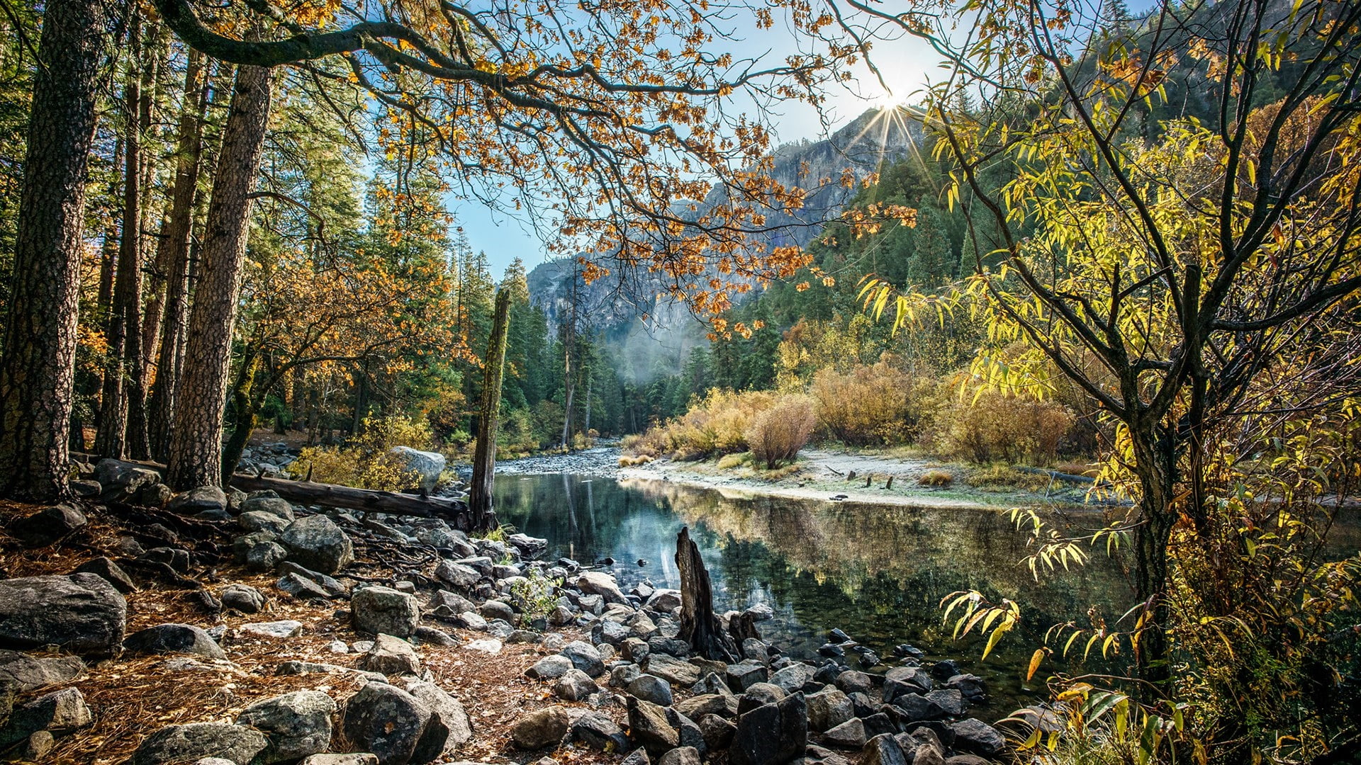 1080P, plant, united states, woodland, land, watercourse, water, beauty in nature, day, tranquility, nature reserve, autumn, growth, yosemite valley, non-urban scene, HD Wallpaper