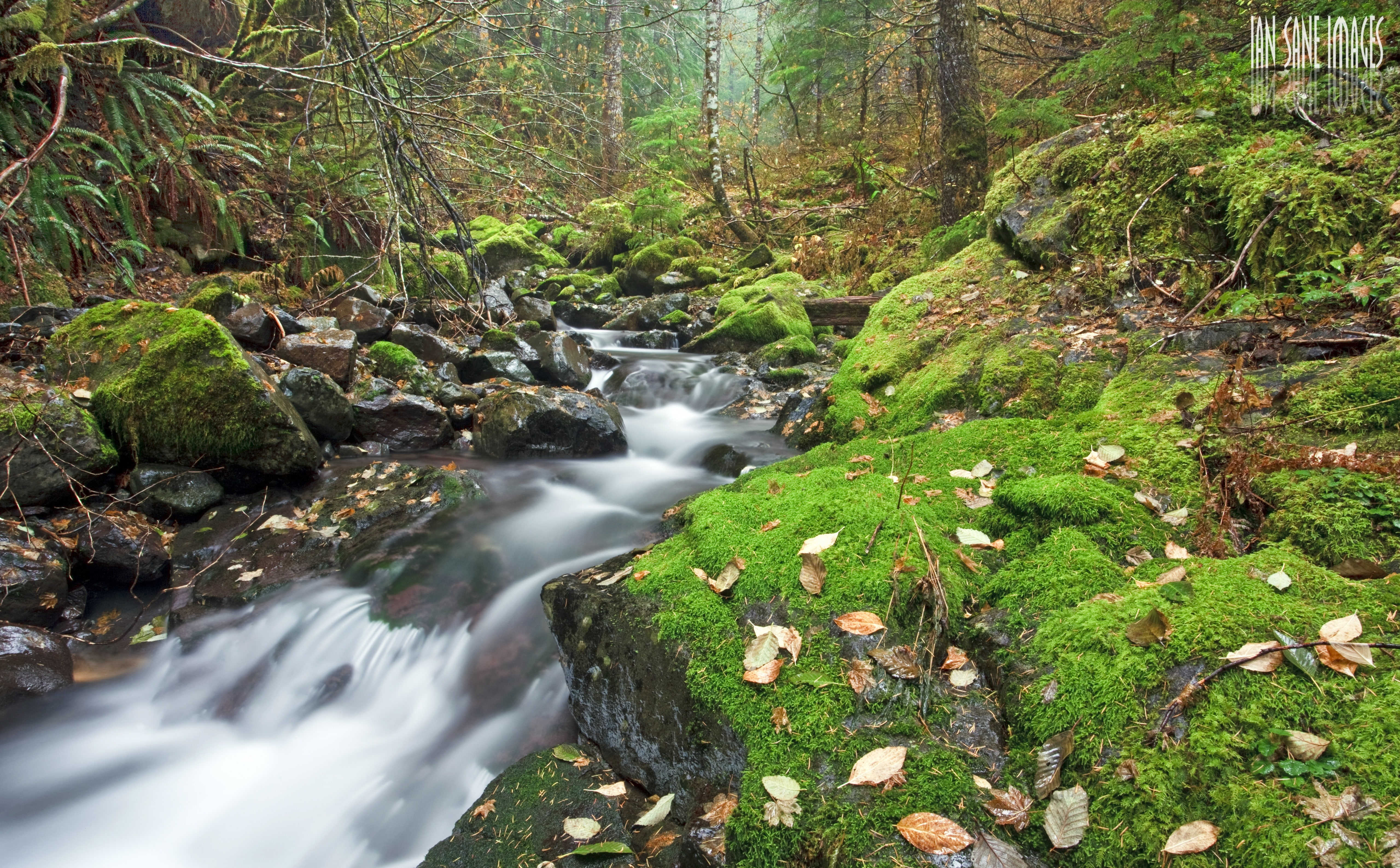 green color, waterfall, land, plant, Colors, French, 5K, Mossy, Green, Nature, Oregon, Wilderness, tree, Moss, Detroit, Lake, Fall, Meditations, rock - object, HD Wallpaper