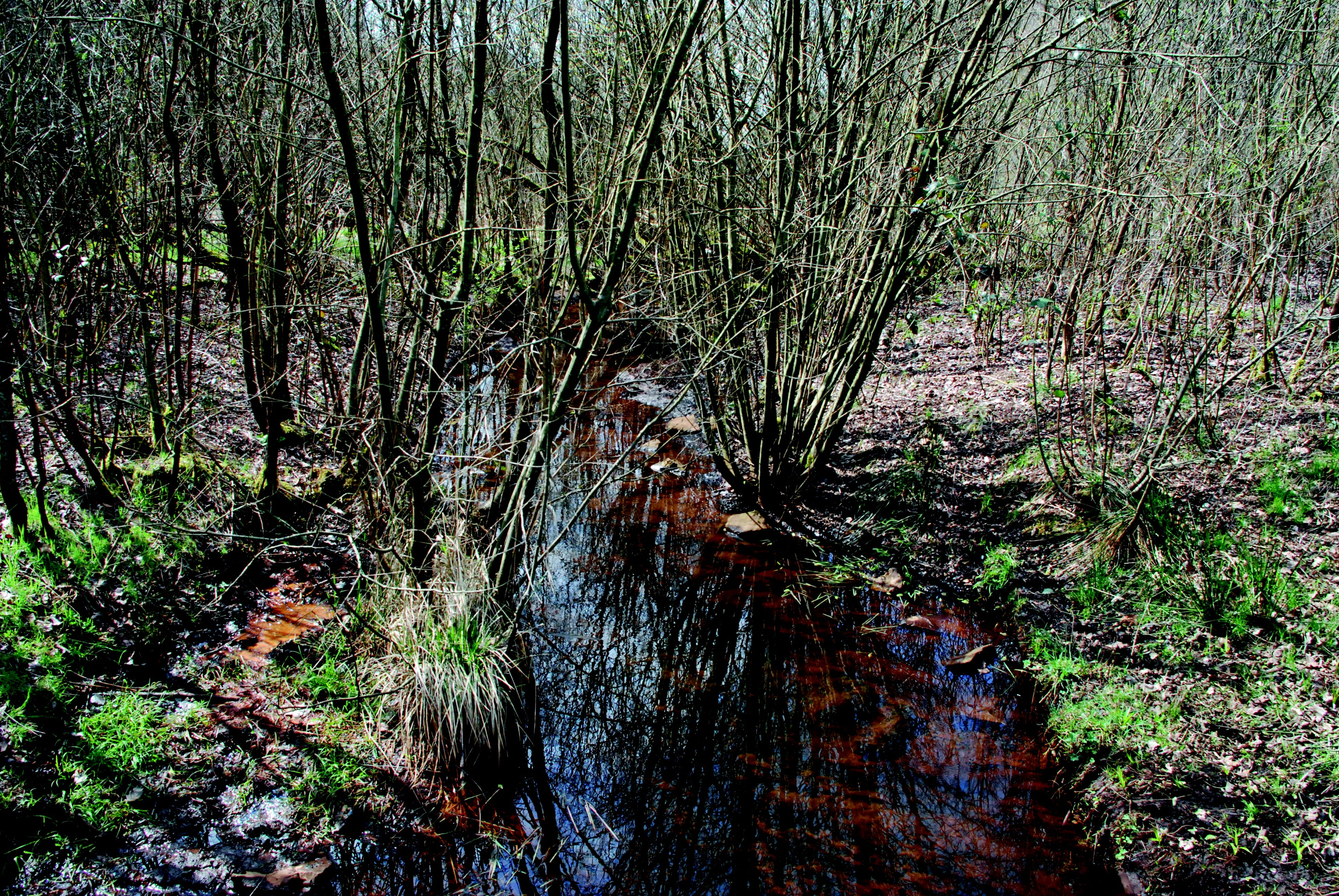 nature, watercourse, splash, swamp, growth, day, outdoors, tranquility, scenics - nature, environment, landscape, plant, forest, waters, tranquil scene, HD Wallpaper
