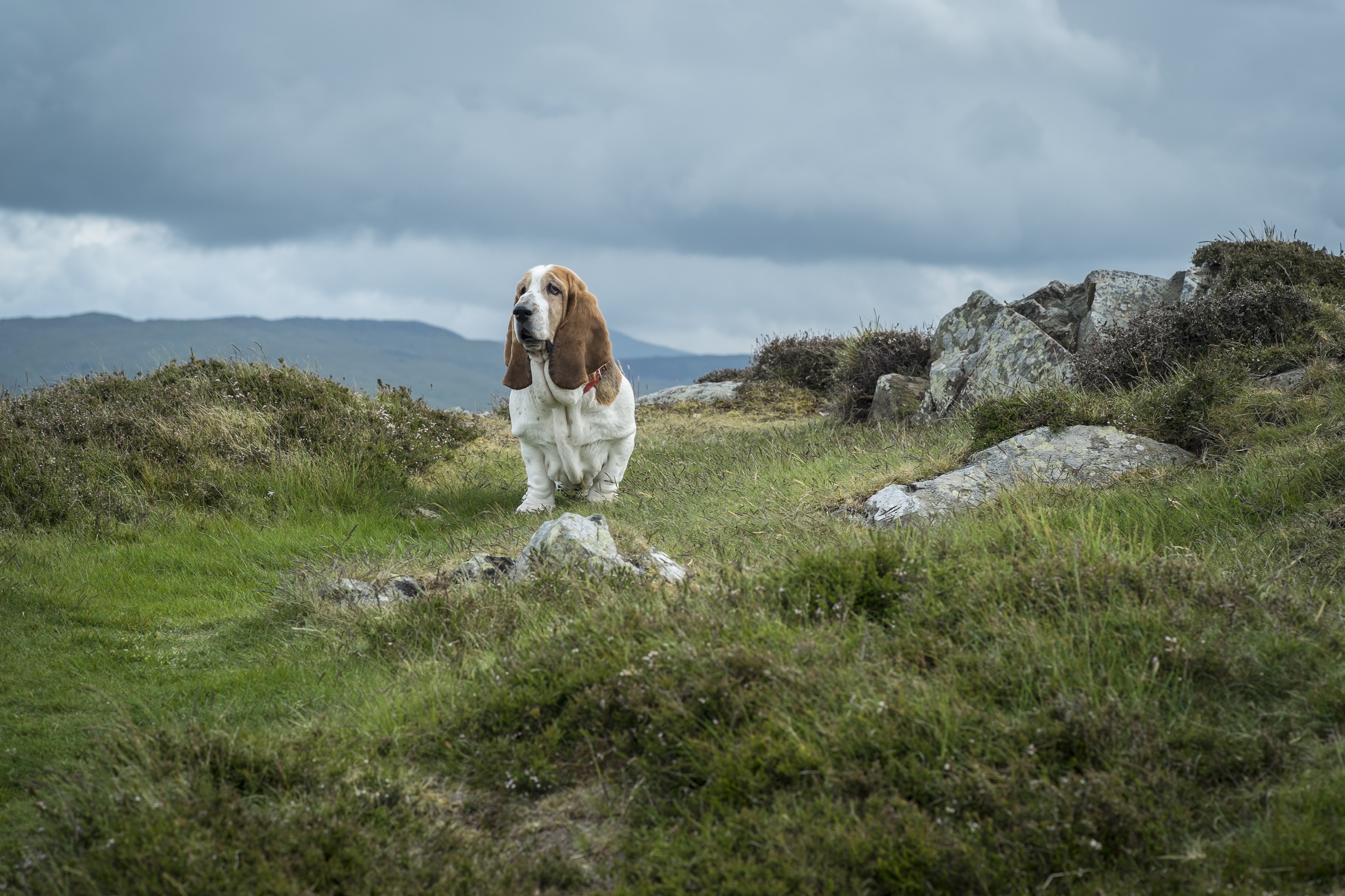 dog, Snowdonia, stones, Wales, 4K, national Park, The Basset hound, mount Snowdon, clouds, grass, the sky, HD Wallpaper