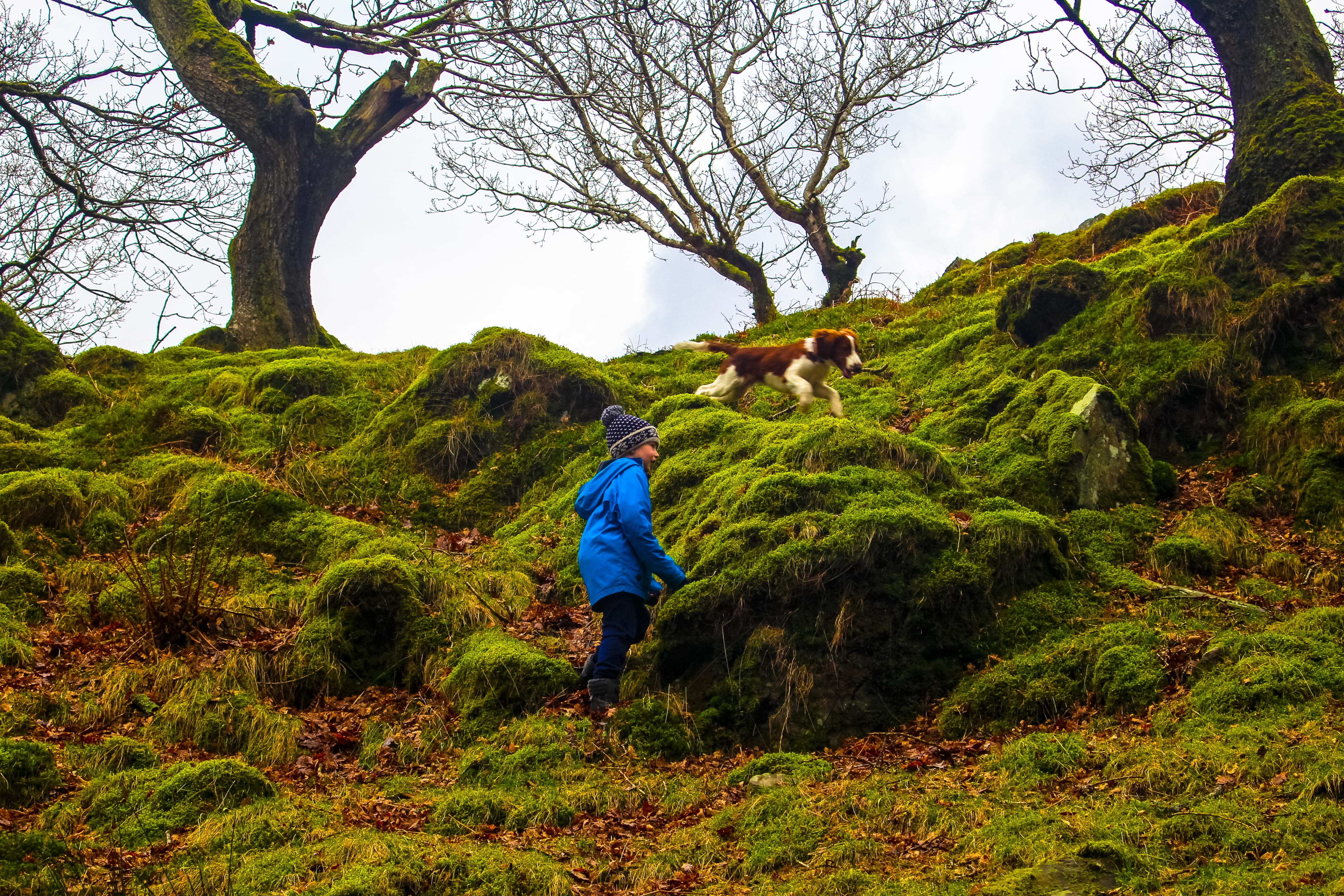4K, wales, casual clothing, boy, snowdonia national park, green color, men, dog, growth, outdoors, plant, real people, non-urban scene, beauty in nature, HD Wallpaper