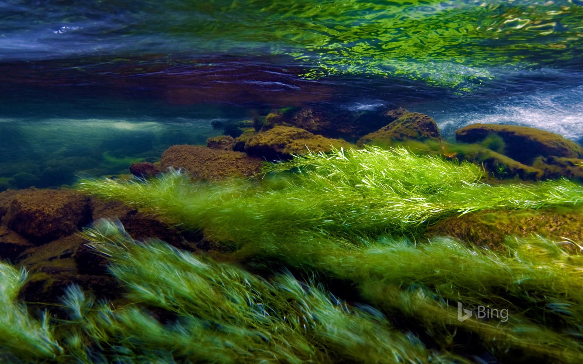 outdoors, 1080P, coral, bing, green color, day, rock, river, wales, marine, sea, nature, animal themes, beauty in nature, purity, plant, animal wildlife, HD Wallpaper