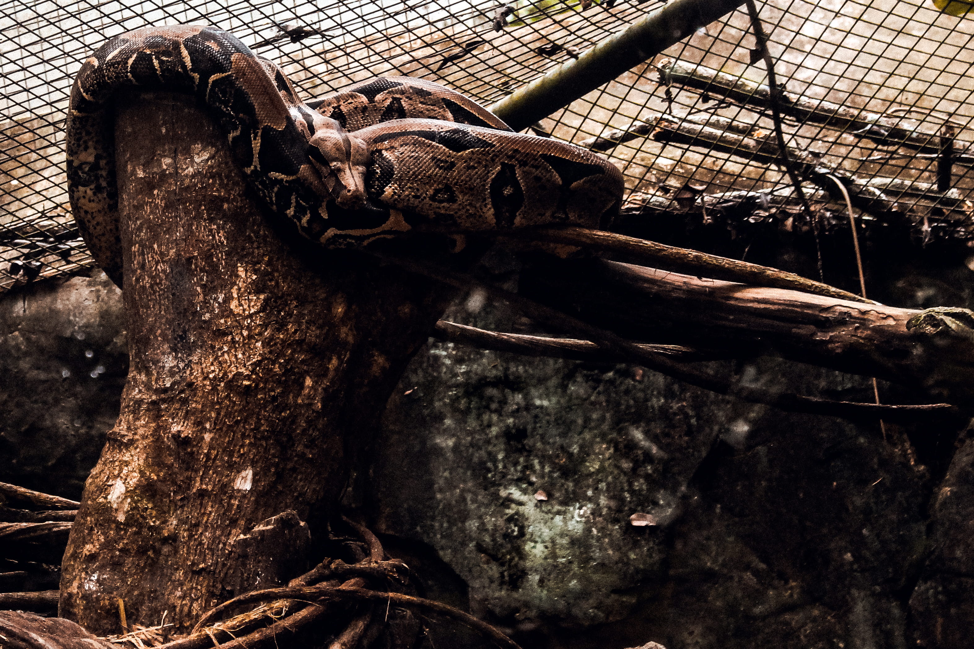 tree, adventure, nature, old, weathered, security, water, run-down, fall, bird, parque das aves, falls, day, safety, wood - material, trees, brazil, metal, HD Wallpaper