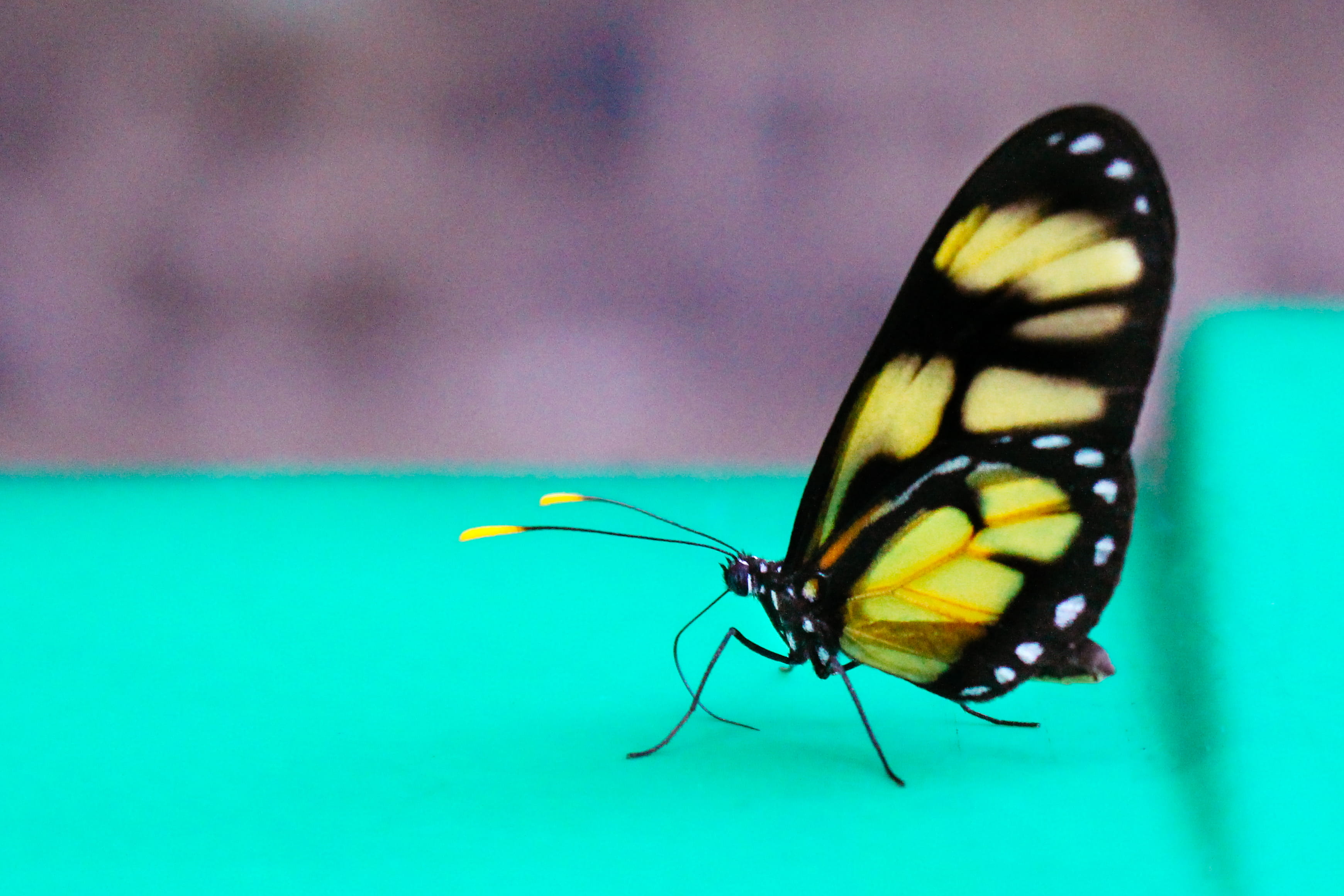 animal, animal body part, national, beauty in nature, mountain, jungle, stream, macuco safari parking, animal themes, 2K, wood, iron, green color, butterfly - insect, HD Wallpaper