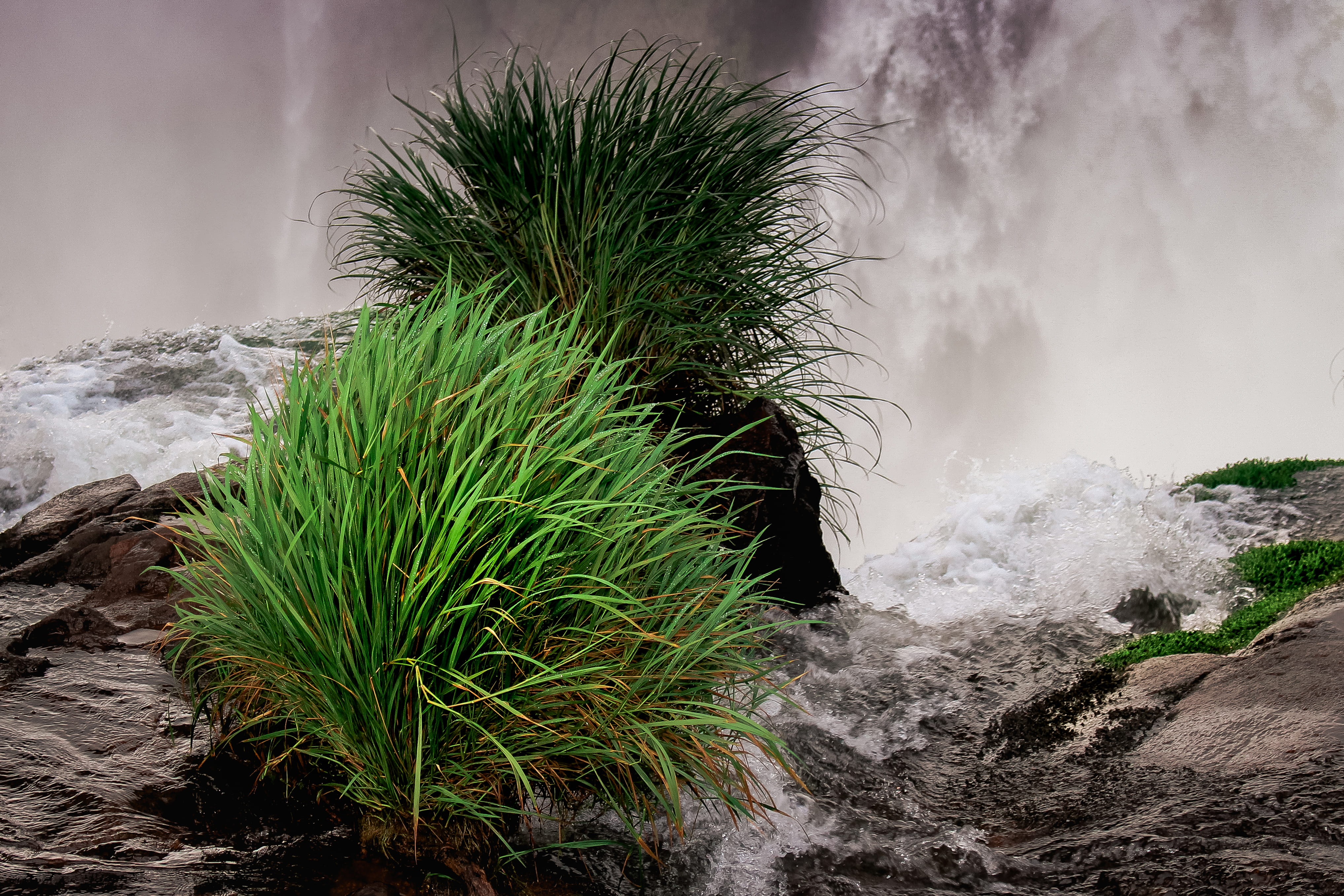 tree, land, rock - object, green color, cold temperature, nature, growth, water, parque nacional iguazú, misiones, natural, landscape, plant, park, iguazu, HD Wallpaper