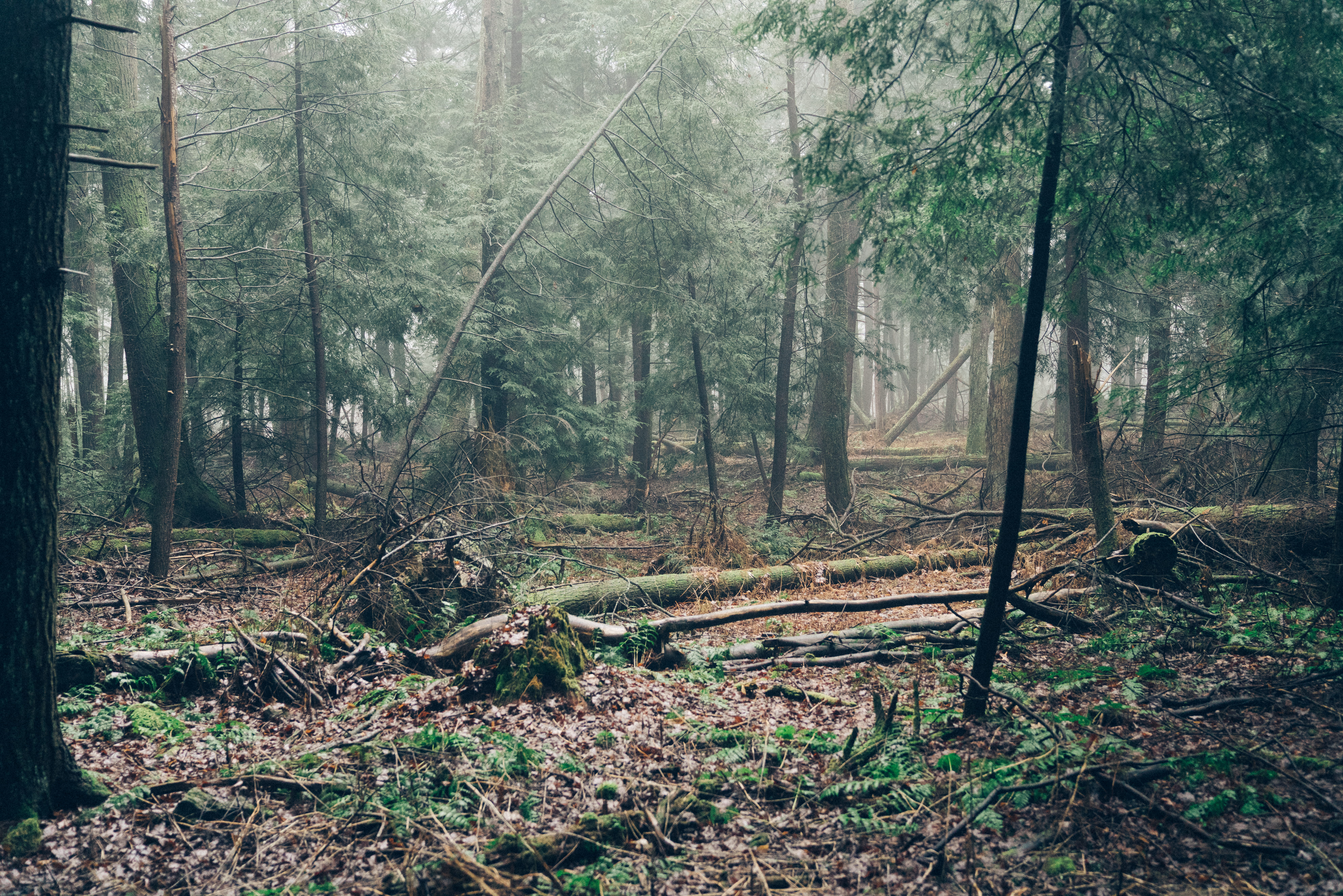 outdoors, fog, exploring, park, growth, 8K, swallow falls state park, forest, state park, scenics - nature, land, tree trunk, trees, woodland, non-urban scene, HD Wallpaper