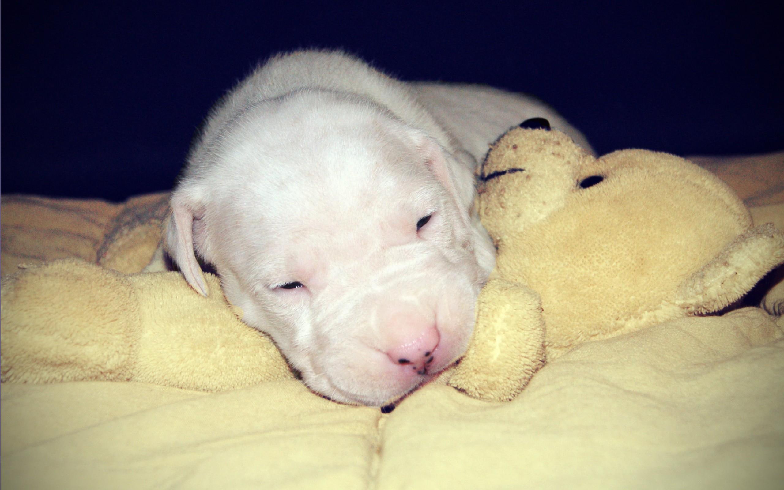 dogs, animal, argentine, dog, puppy, animals, 2K, HD Wallpaper