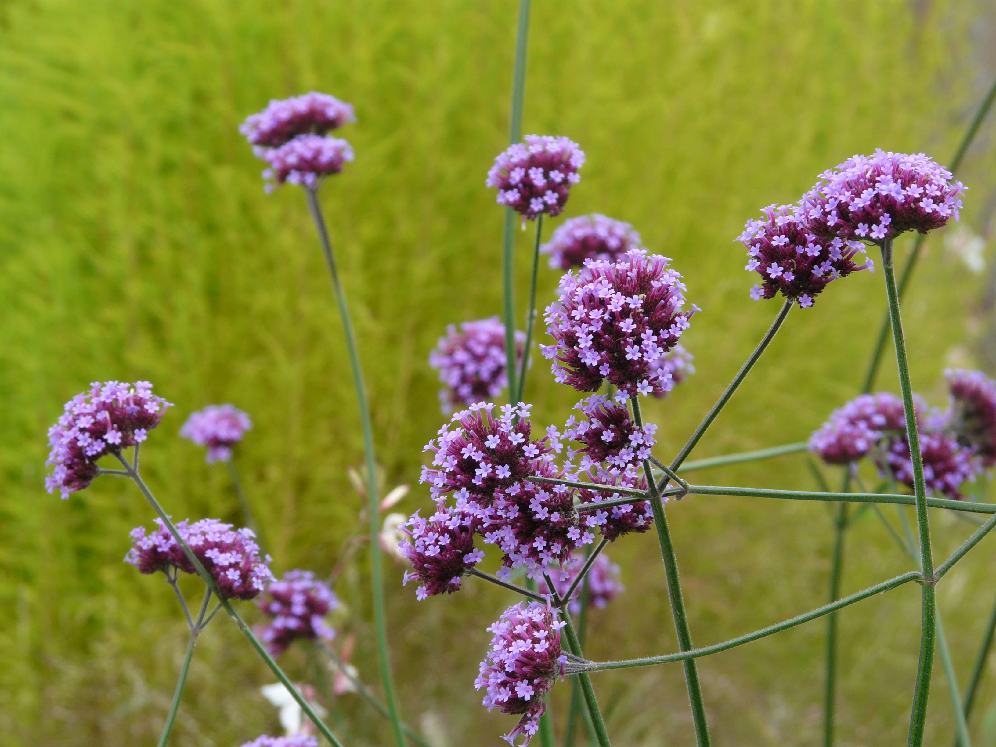 outdoors, plant stem, focus on foreground, lavender, flowering plant, inflorescence, high, verbena bonariensis, softness, flower, bloom, argentine vervain, HD Wallpaper