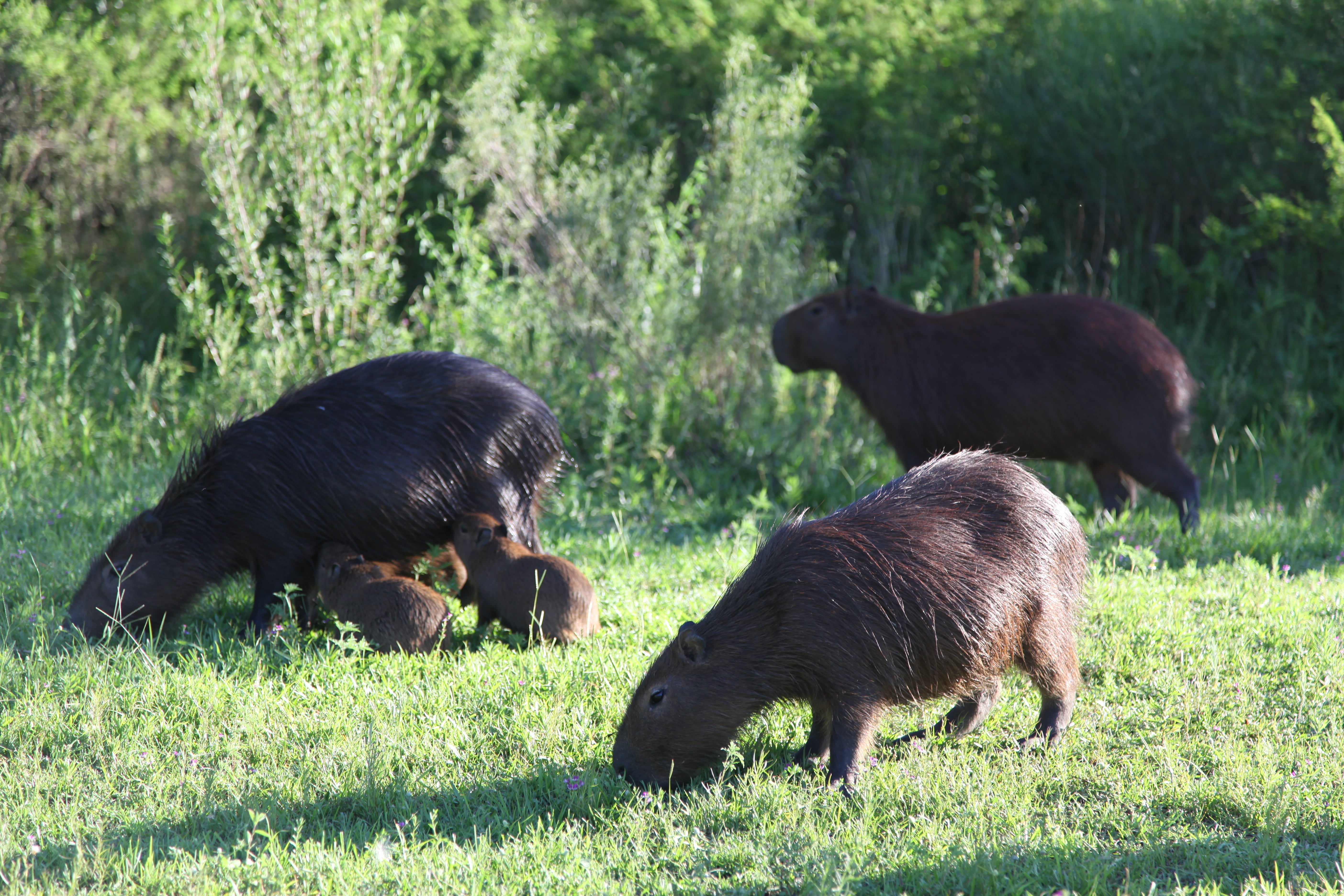 pets, animal family, vertebrate, group of animals, livestock, bear, 5K, pastures, animal, landscape, mammal, grass, no people, animals argentine, animal themes, HD Wallpaper