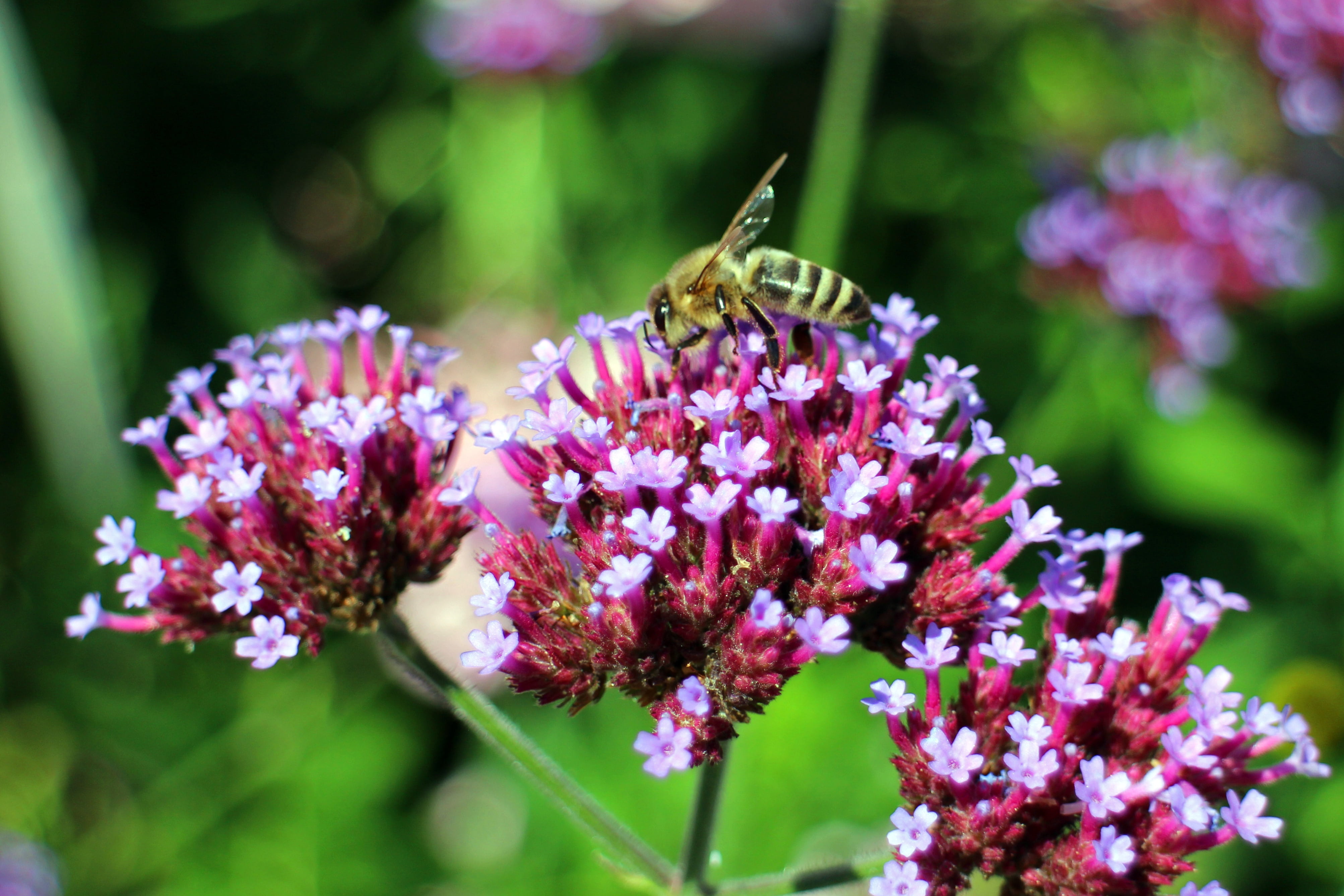 4K, vulnerability, no people, nature, bee, close-up, growth, verbena bonariensis, plant, animal wildlife, nectar, bloom, butterfly - insect, animal themes, HD Wallpaper