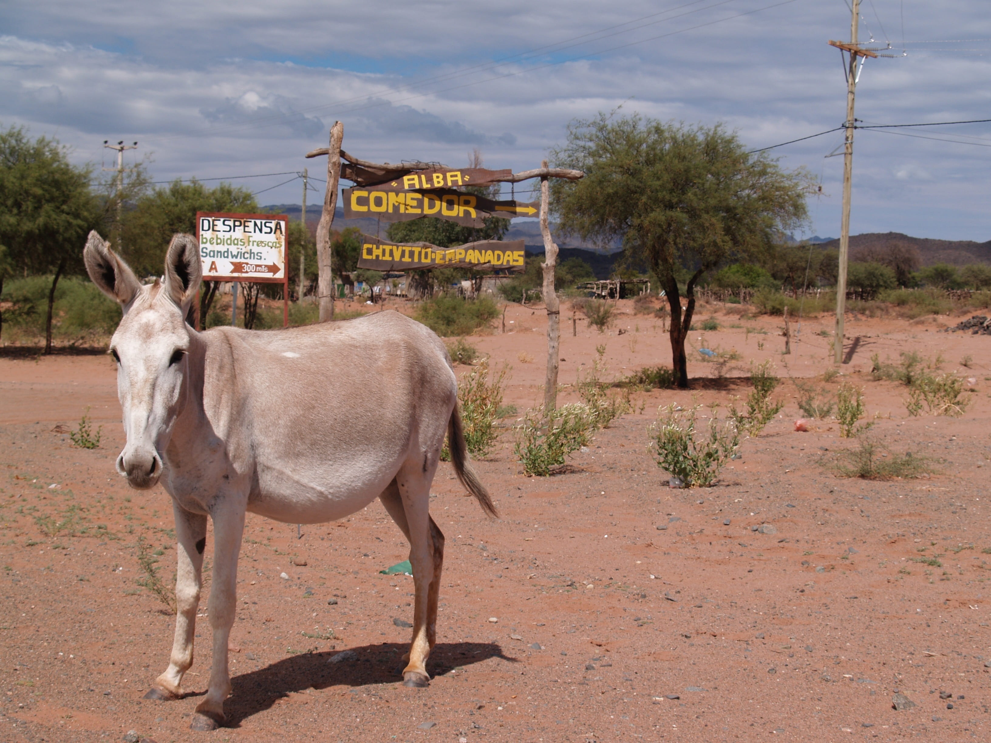 pets, livestock, day, road, animal themes, desert, nature, sky, argentine, no people, western script, mammal, sunlight, animal, domestic, donkey, domestic animals, HD Wallpaper