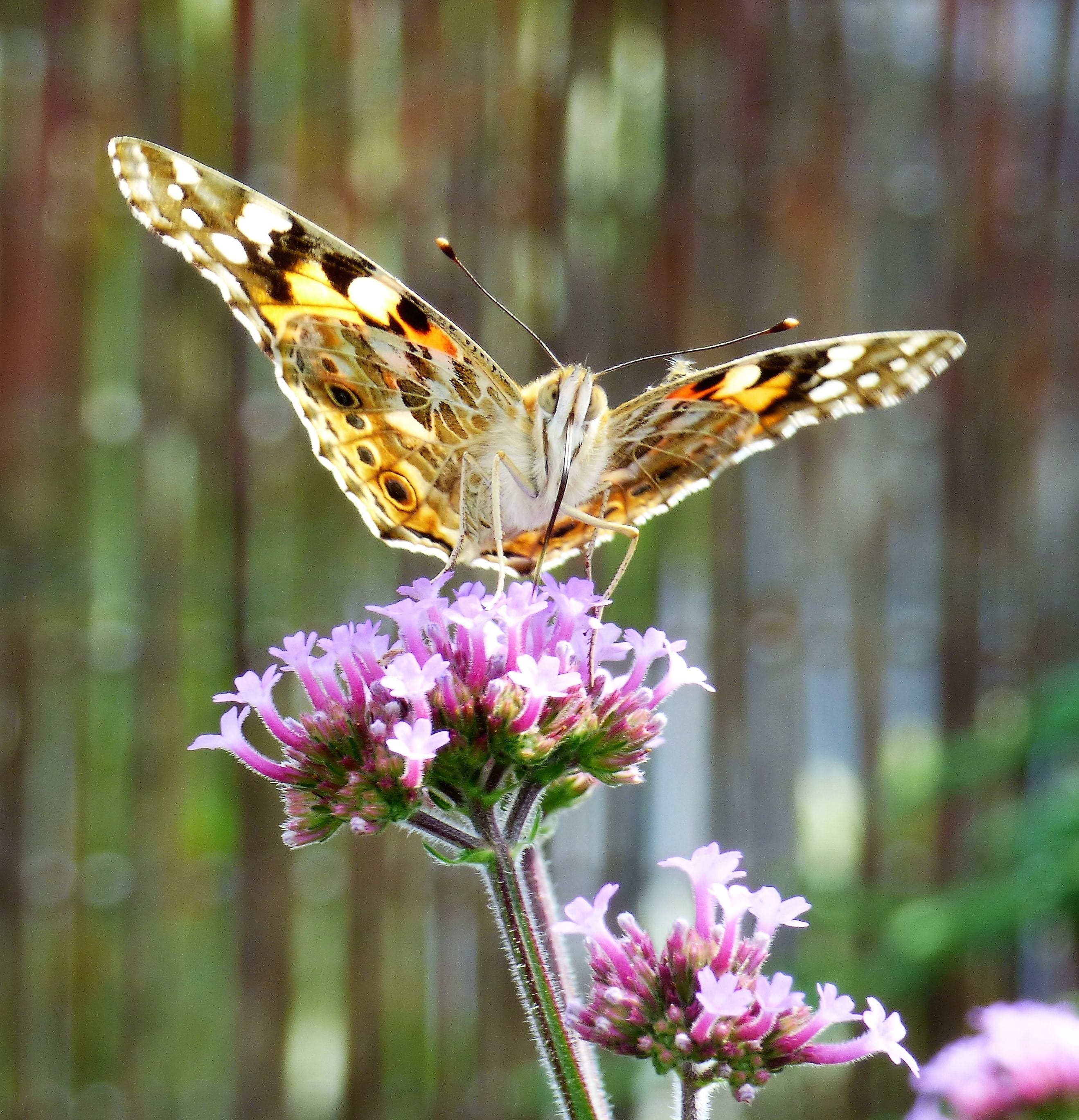butterfly - insect, purple, purple flower, animal, painted lady, nectar, 2K, plant, fragility, Verbena, animal wing, Flower, argentine vervain, beauty in nature, Phone HD Wallpaper