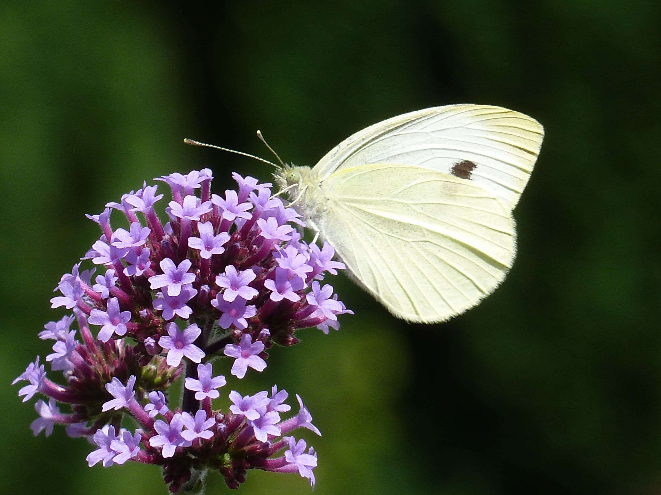 argentine vervain, flower, animal themes, one animal, lilac, animal, insect, close-up, petal, growth, verbenia extinct, pollination, white, beauty in nature, HD Wallpaper