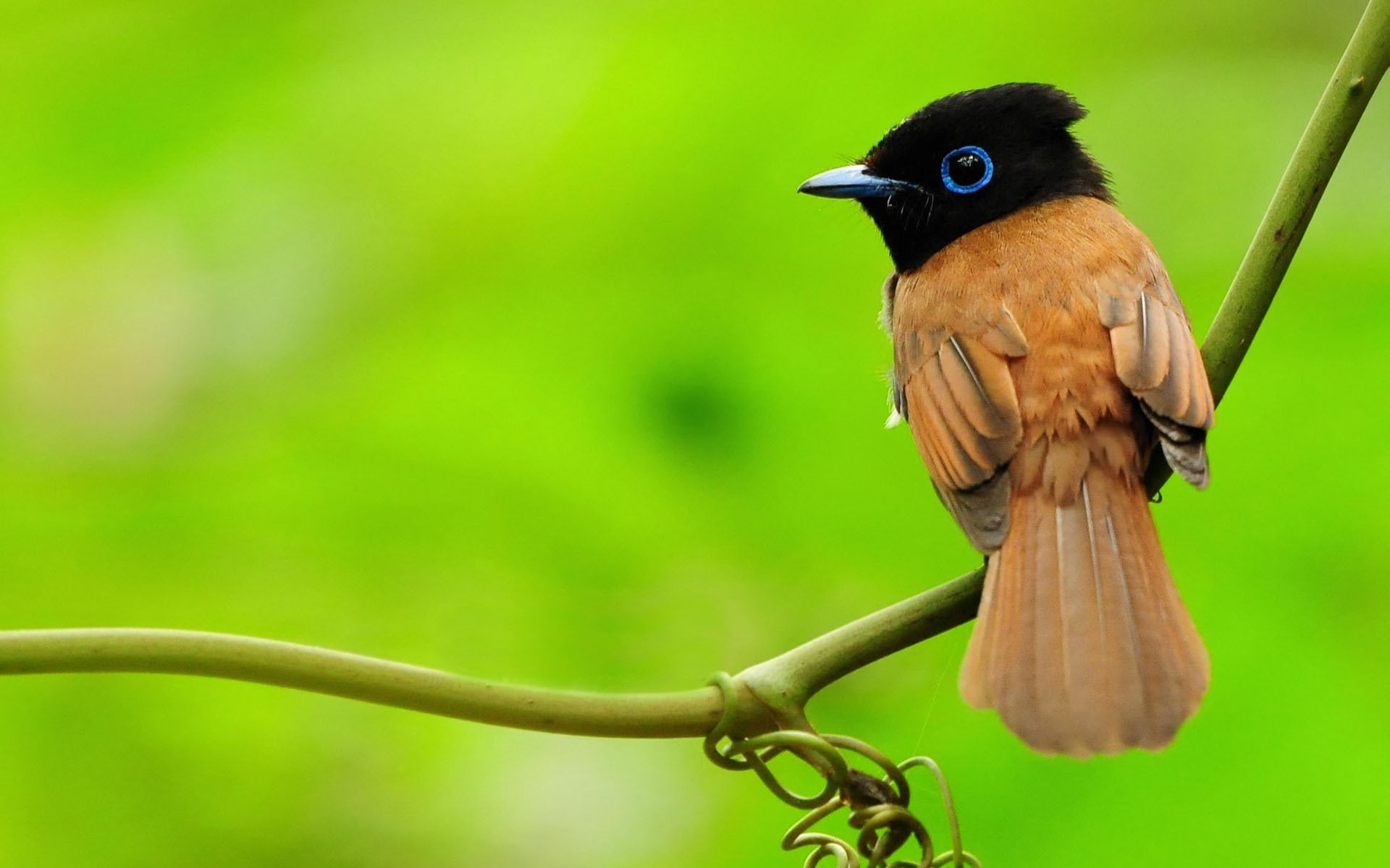branch, macro, Asian Paradise-flycatcher, bird, greens, Paradise Flycatcher, 1080P, HD Wallpaper